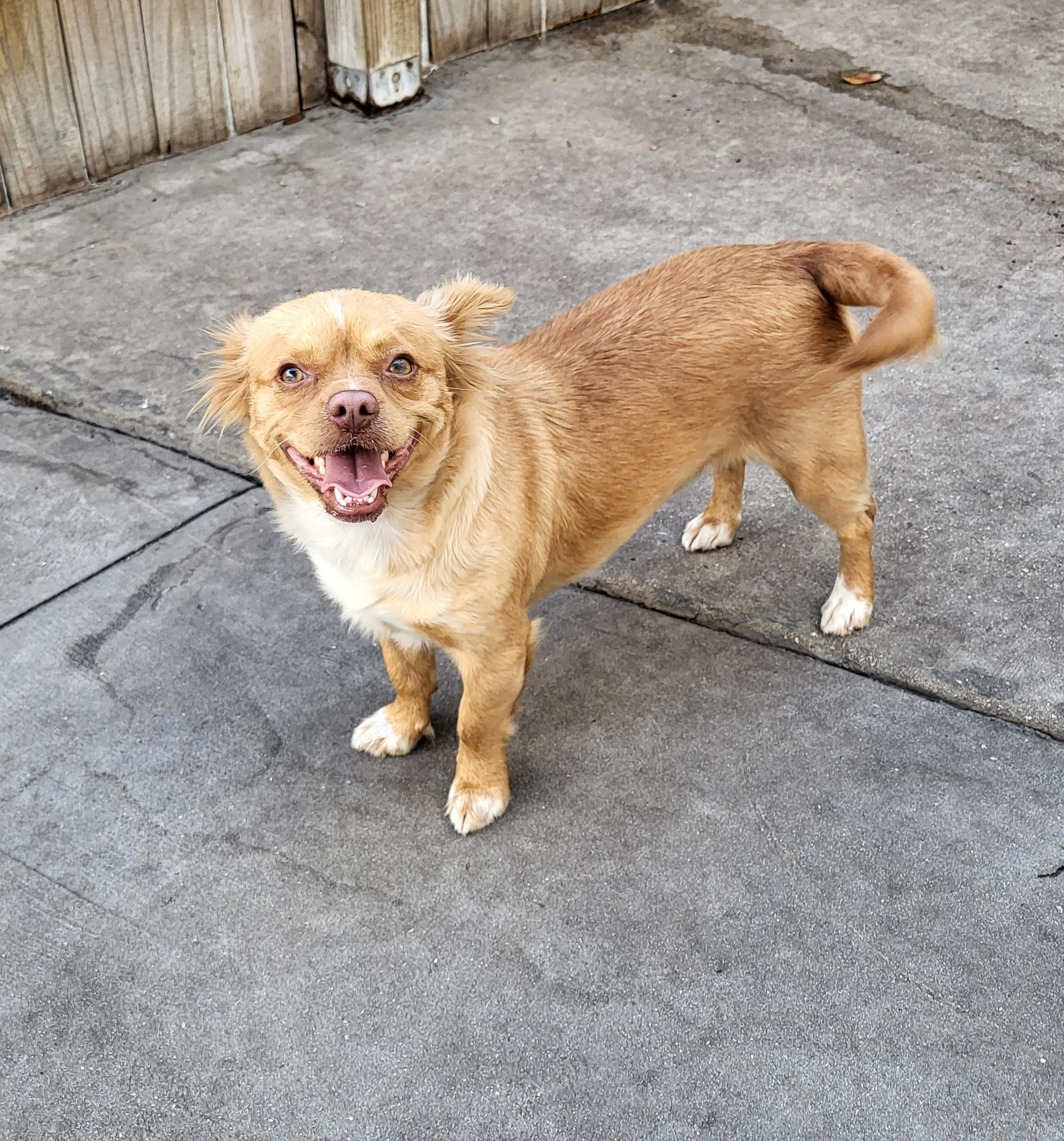 Enlarge Juliana, a ADOPTABLE mixed breed in Sarasota, FL image 5/6