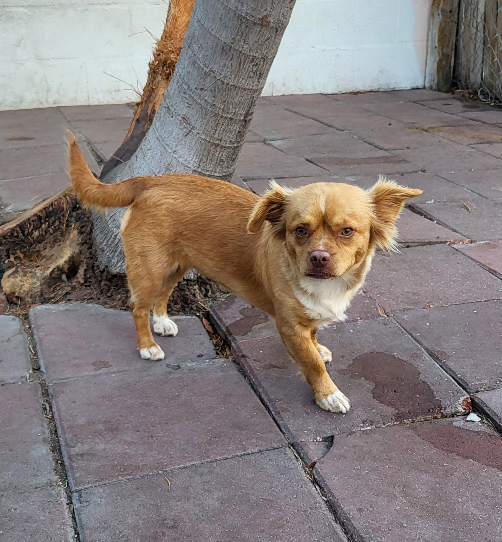 Enlarge Juliana, a ADOPTABLE mixed breed in Sarasota, FL image 6/6