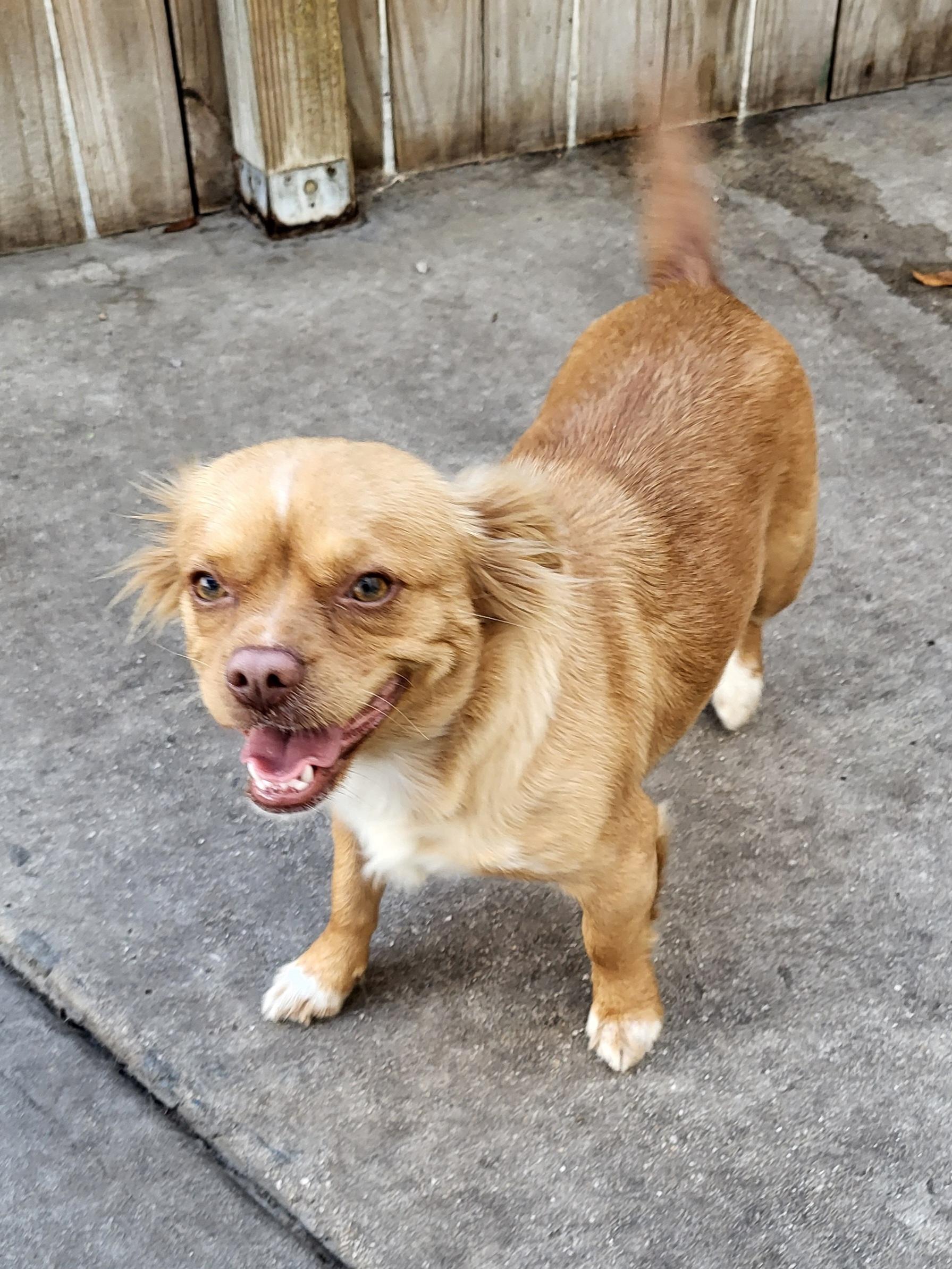 Enlarge Juliana, a ADOPTABLE mixed breed in Sarasota, FL image 2/6