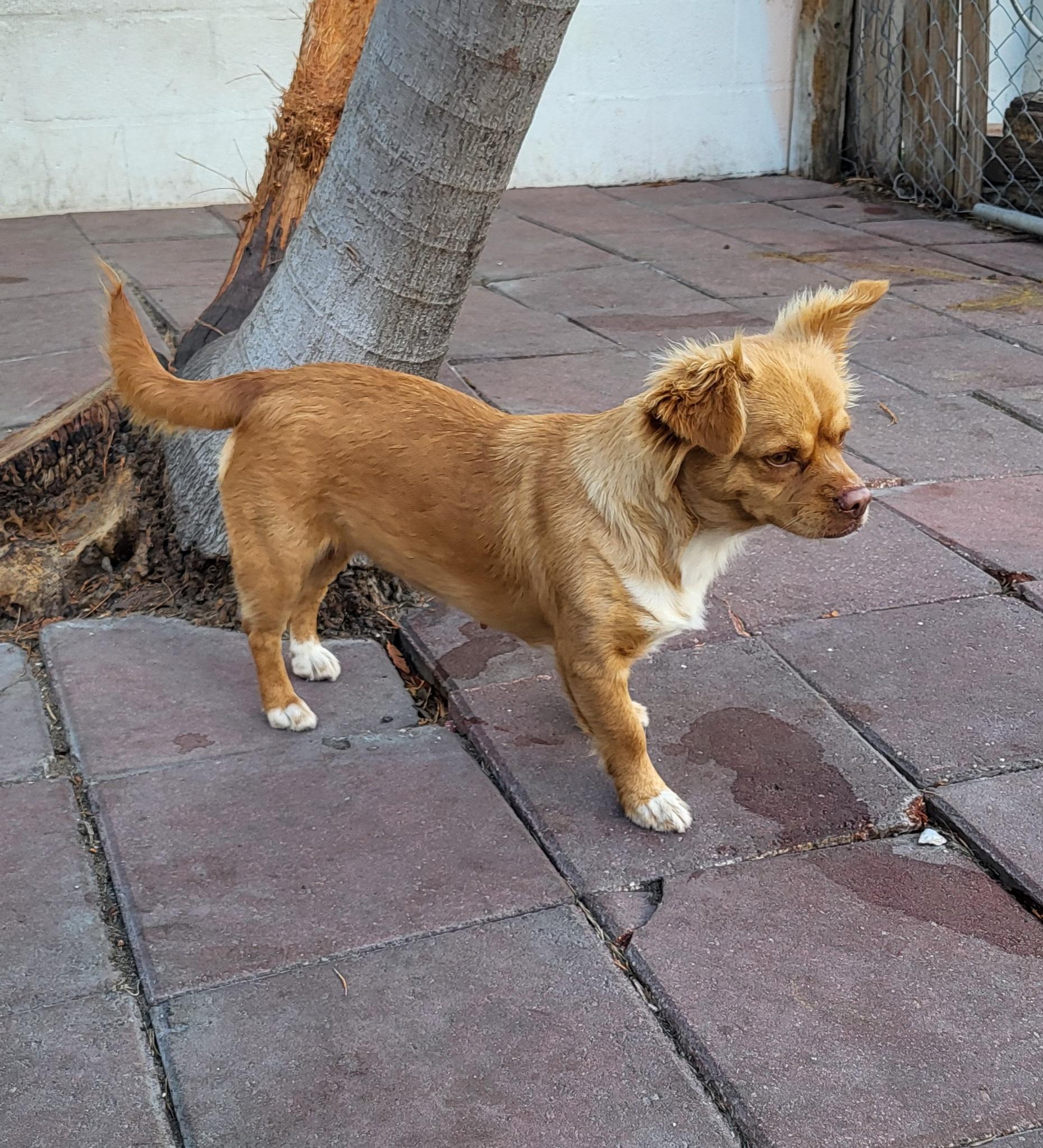 Enlarge Juliana, a ADOPTABLE mixed breed in Sarasota, FL image 4/6