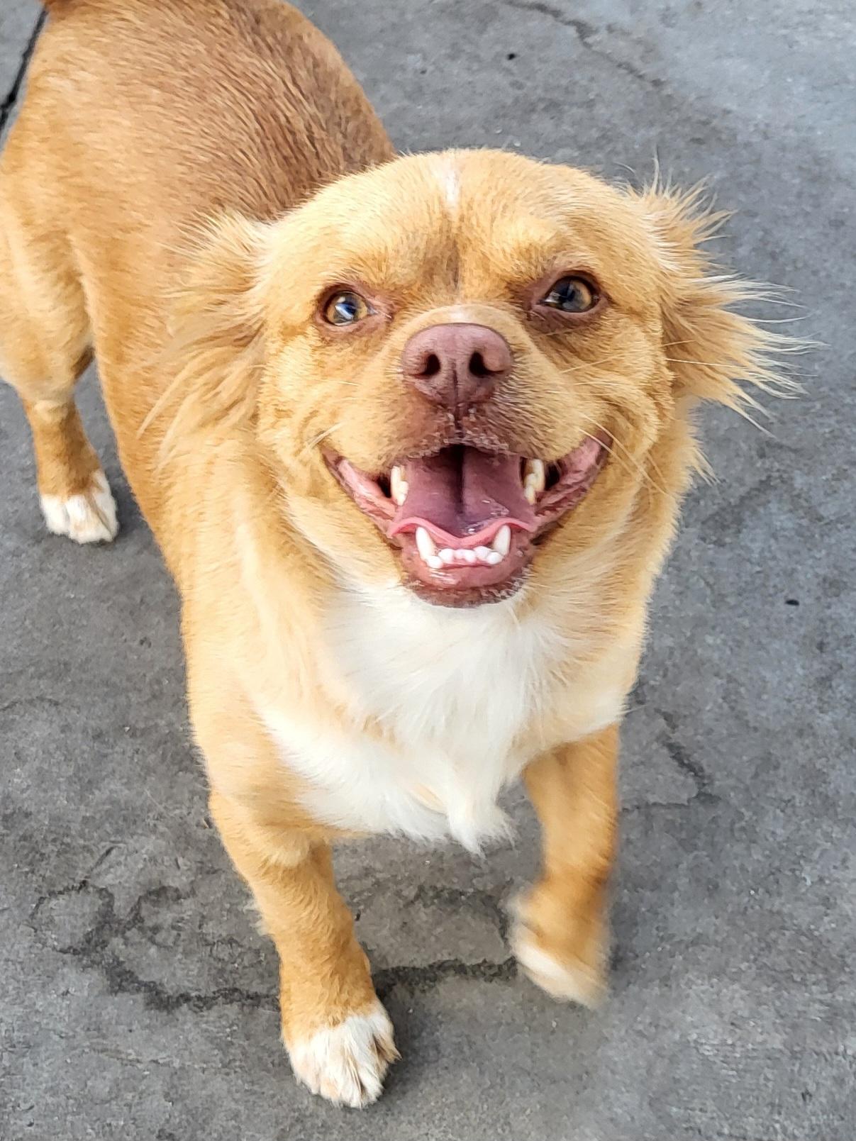 Enlarge Juliana, a ADOPTABLE mixed breed in Sarasota, FL image 3/6