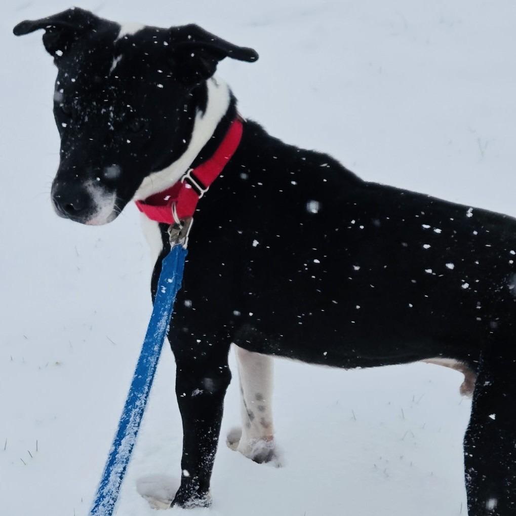 Connor, Adoptable, Young Male Pointer & Terrier.