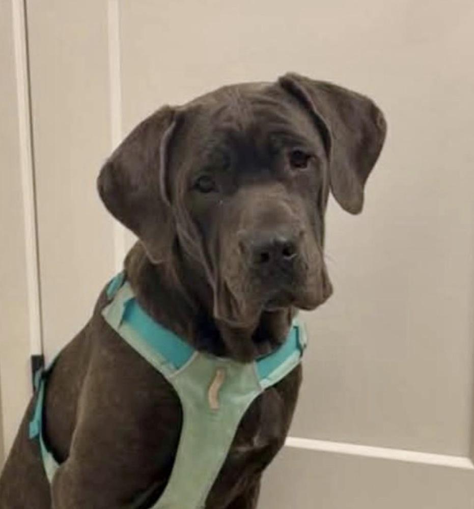 Karma, Adoptable, Adult Female Cane Corso.