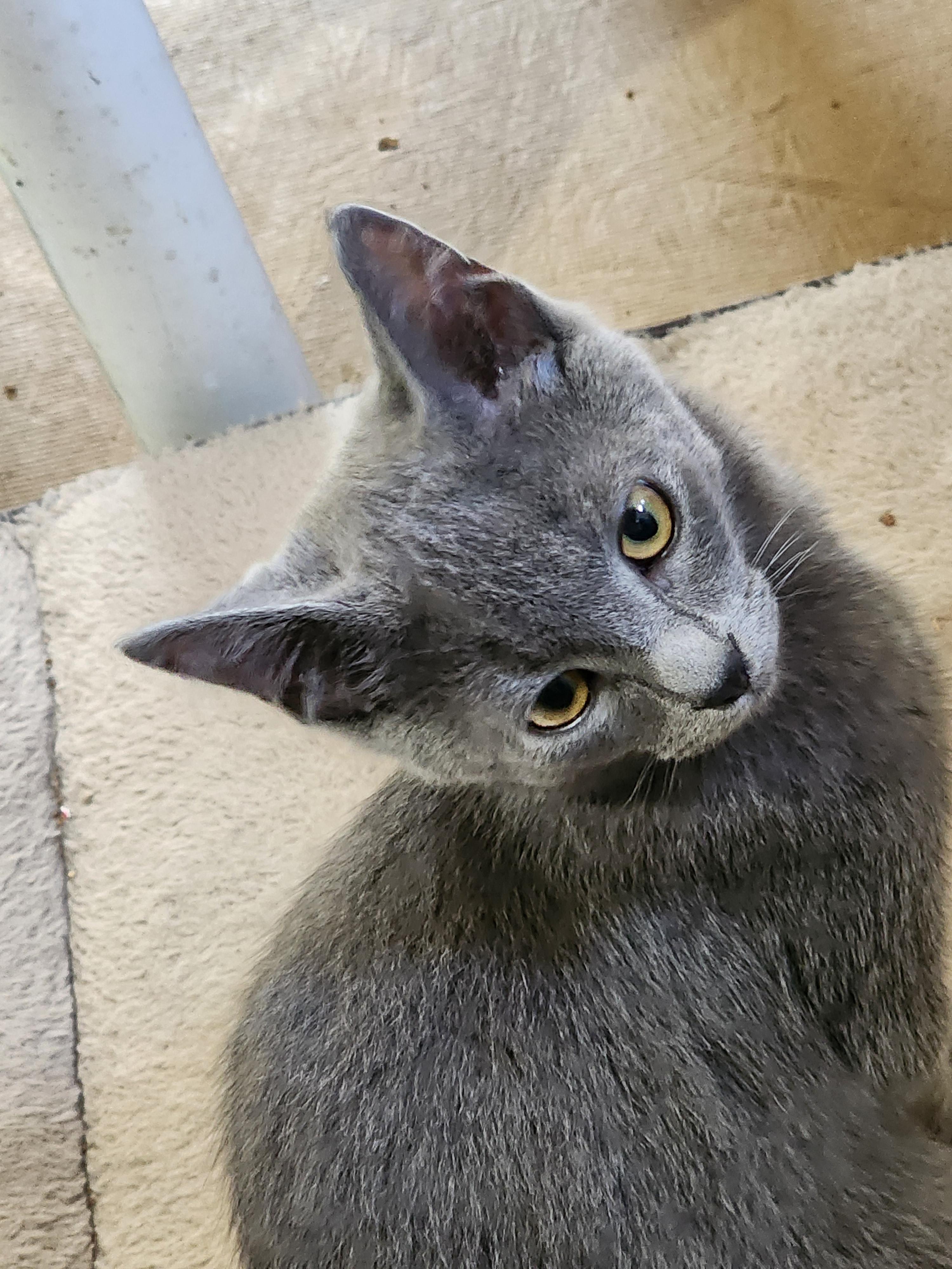 Enlarge Wally, a Adopted Domestic Short Hair in EAST LEROY, MI image 3/3