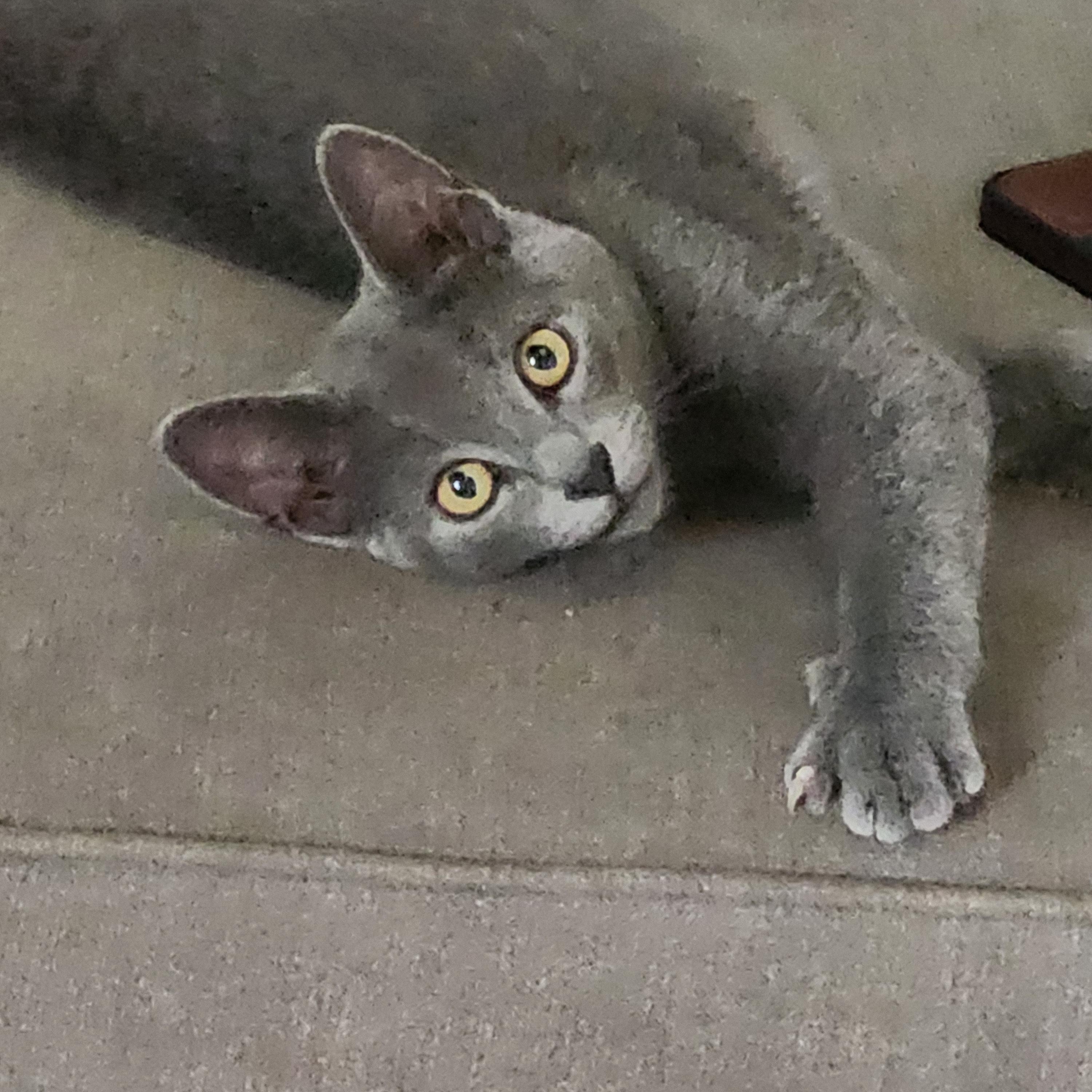 Enlarge Wally, a Adopted Domestic Short Hair in EAST LEROY, MI image 1/3