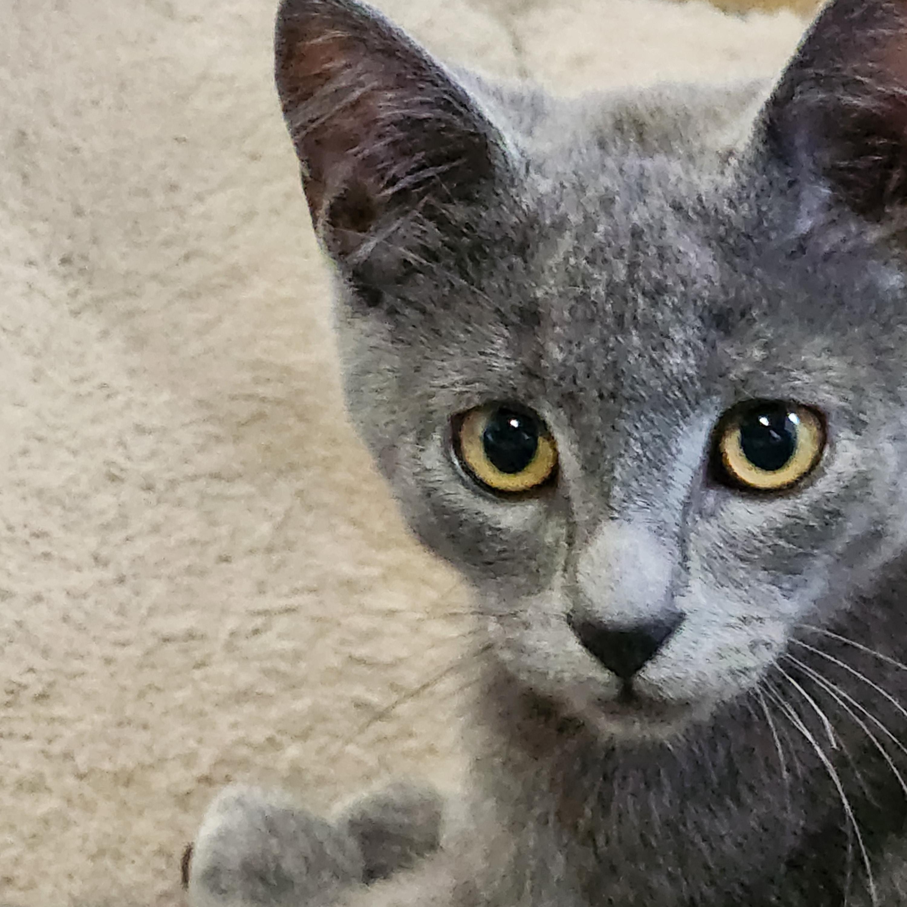 Enlarge Wally, a Adopted Domestic Short Hair in EAST LEROY, MI image 2/3