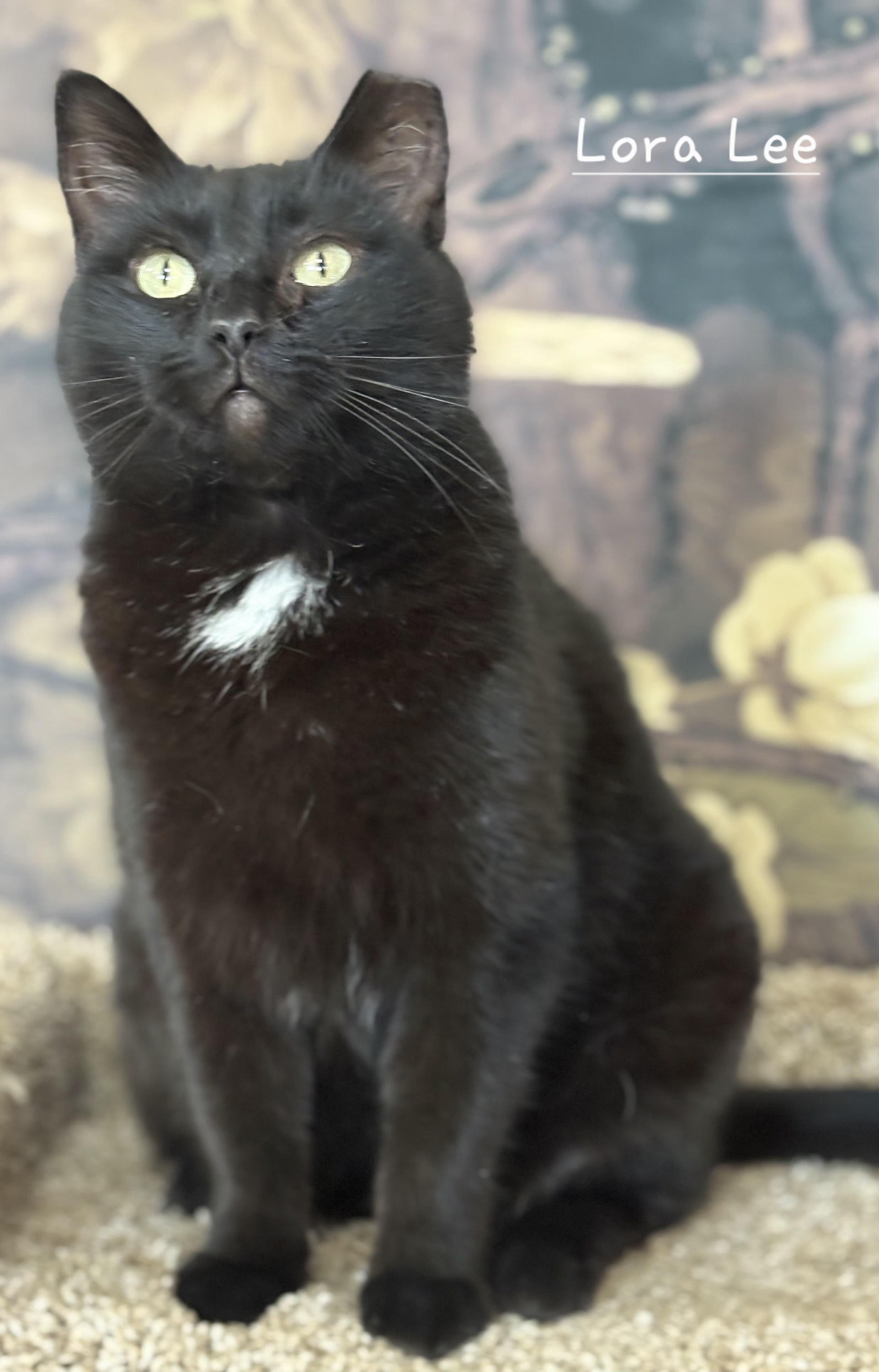 Enlarge Lora Lee, a ADOPTABLE Domestic Short Hair in Aurora, NE image 1/2