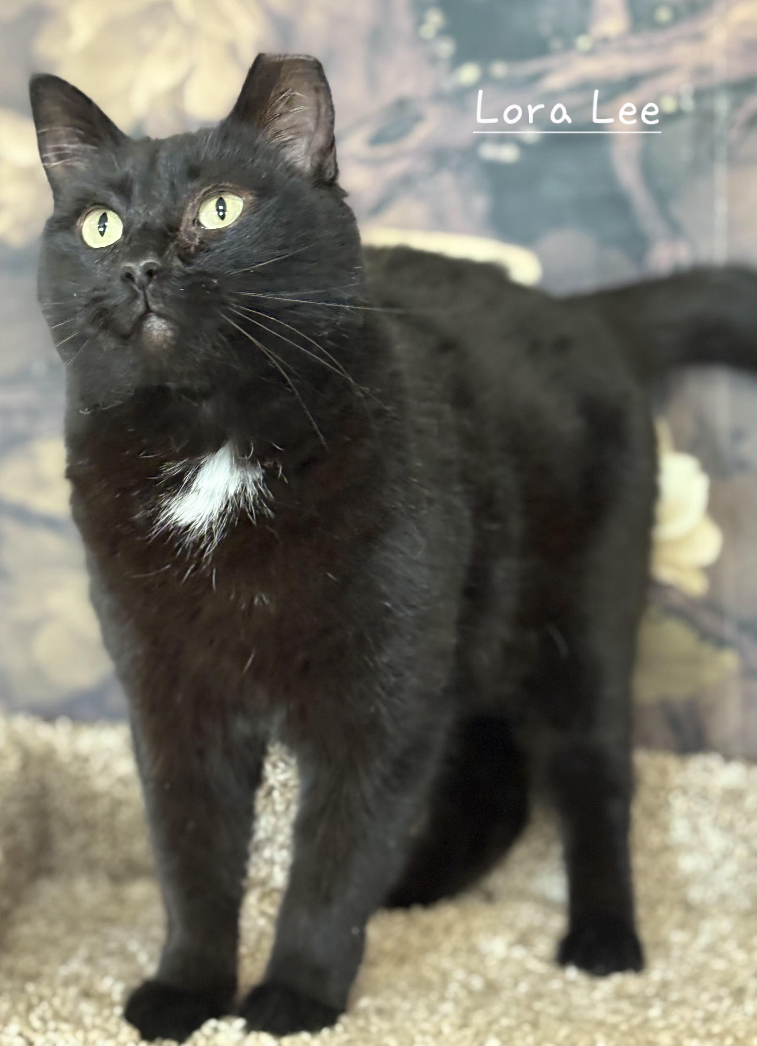 Enlarge Lora Lee, a ADOPTABLE Domestic Short Hair in Aurora, NE image 2/2