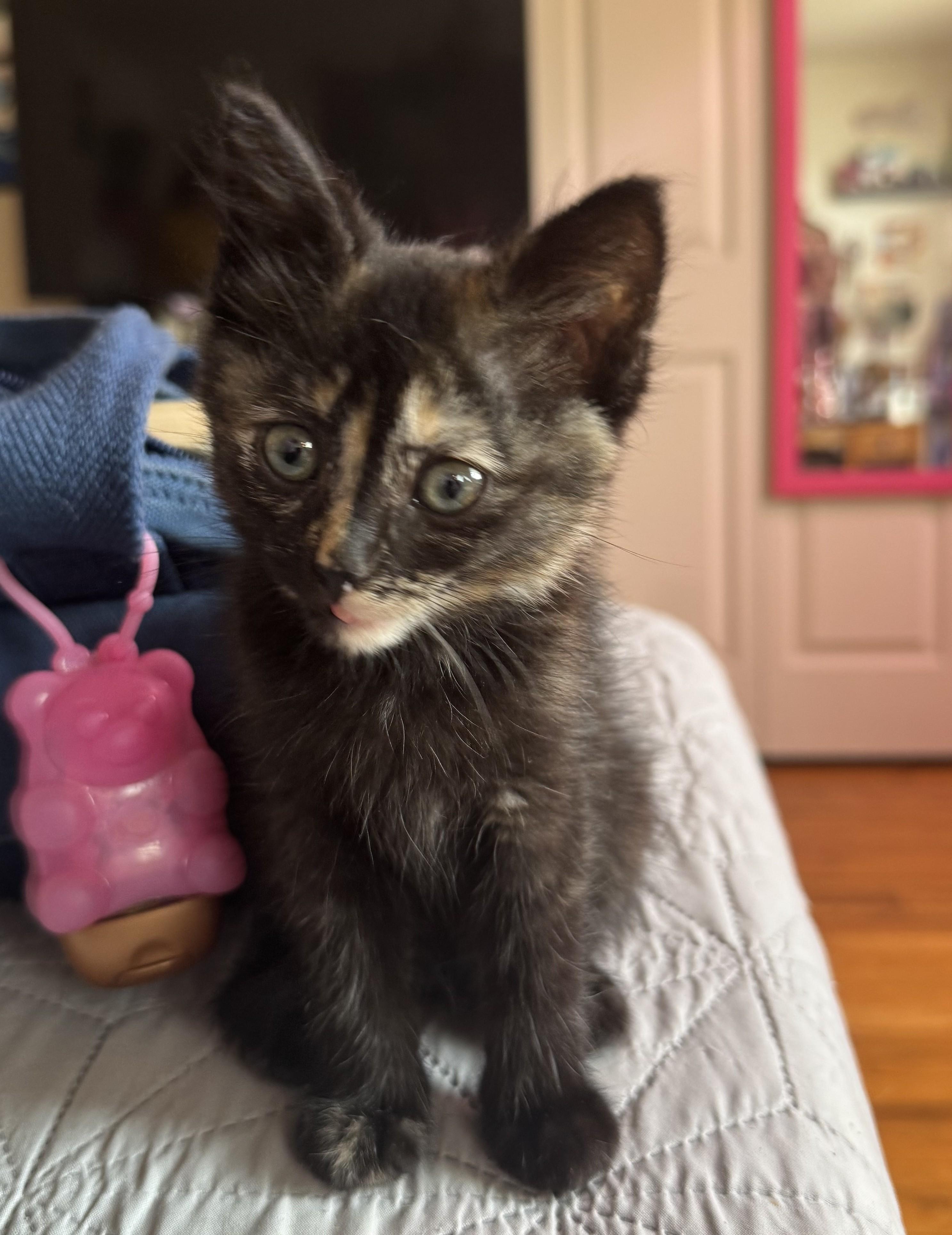 Essie, a ADOPTABLE Tortoiseshell in Midland, MI image 1/6