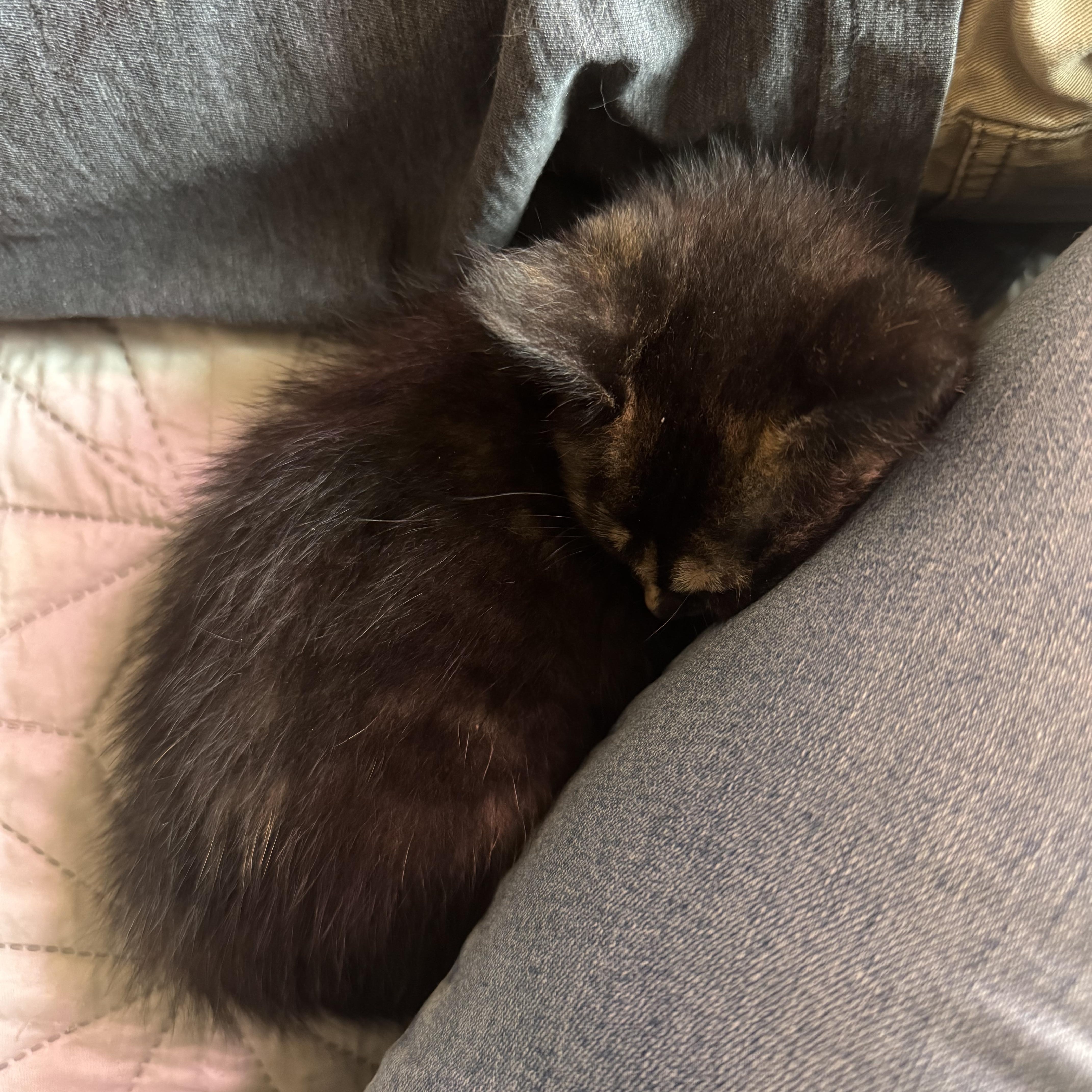 Essie, a ADOPTABLE Tortoiseshell in Midland, MI image 3/6