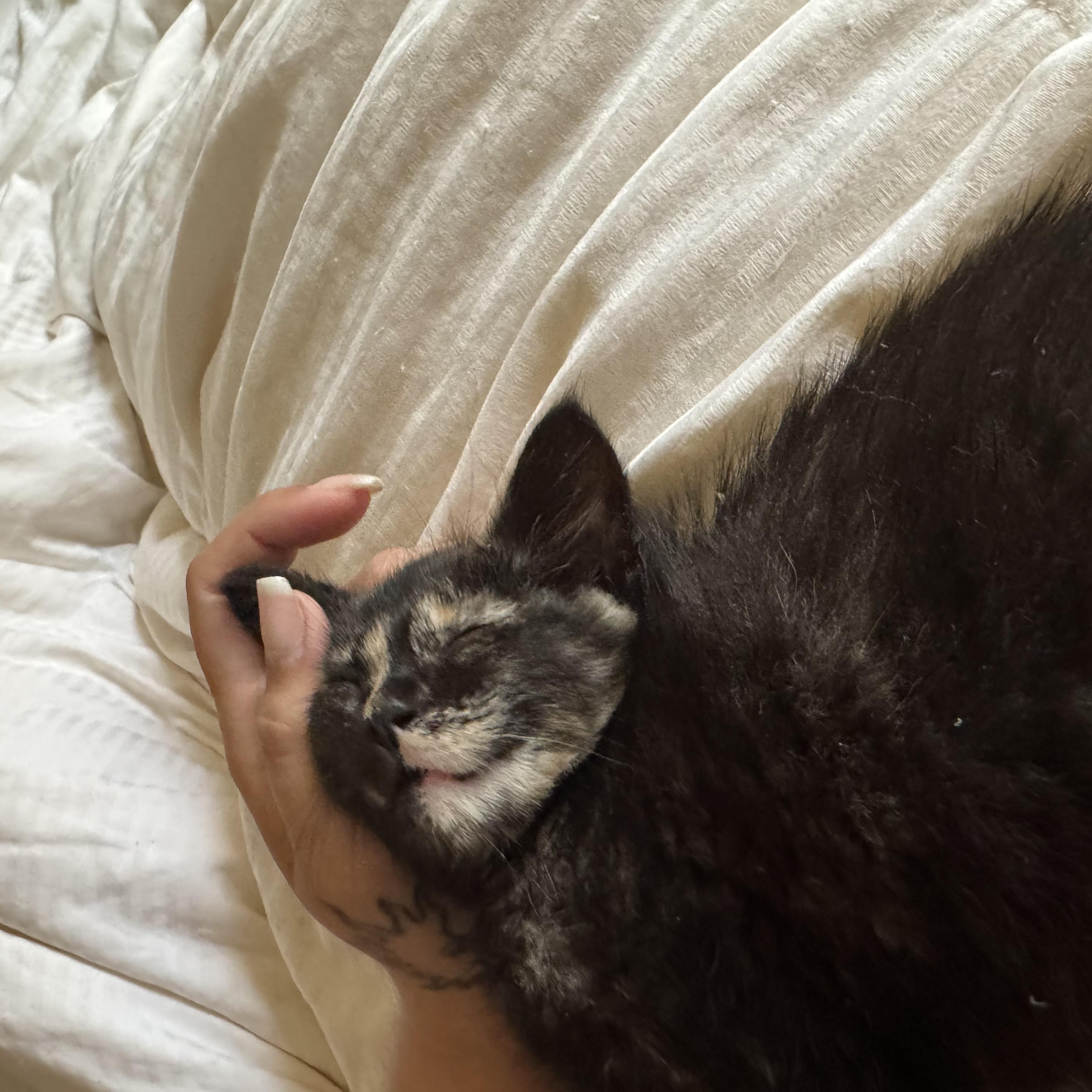 Essie, a ADOPTABLE Tortoiseshell in Midland, MI image 6/6