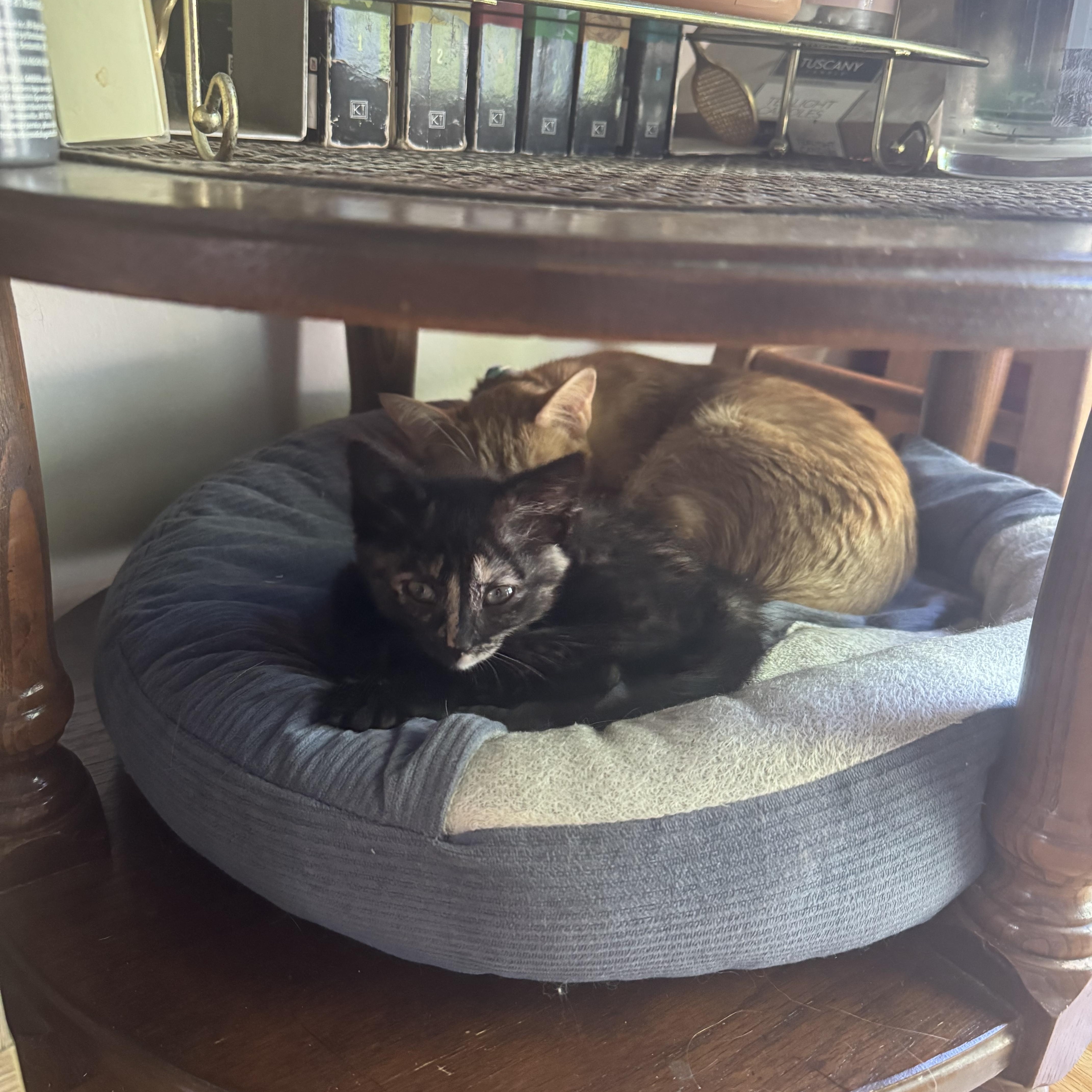 Essie, a ADOPTABLE Tortoiseshell in Midland, MI image 5/6
