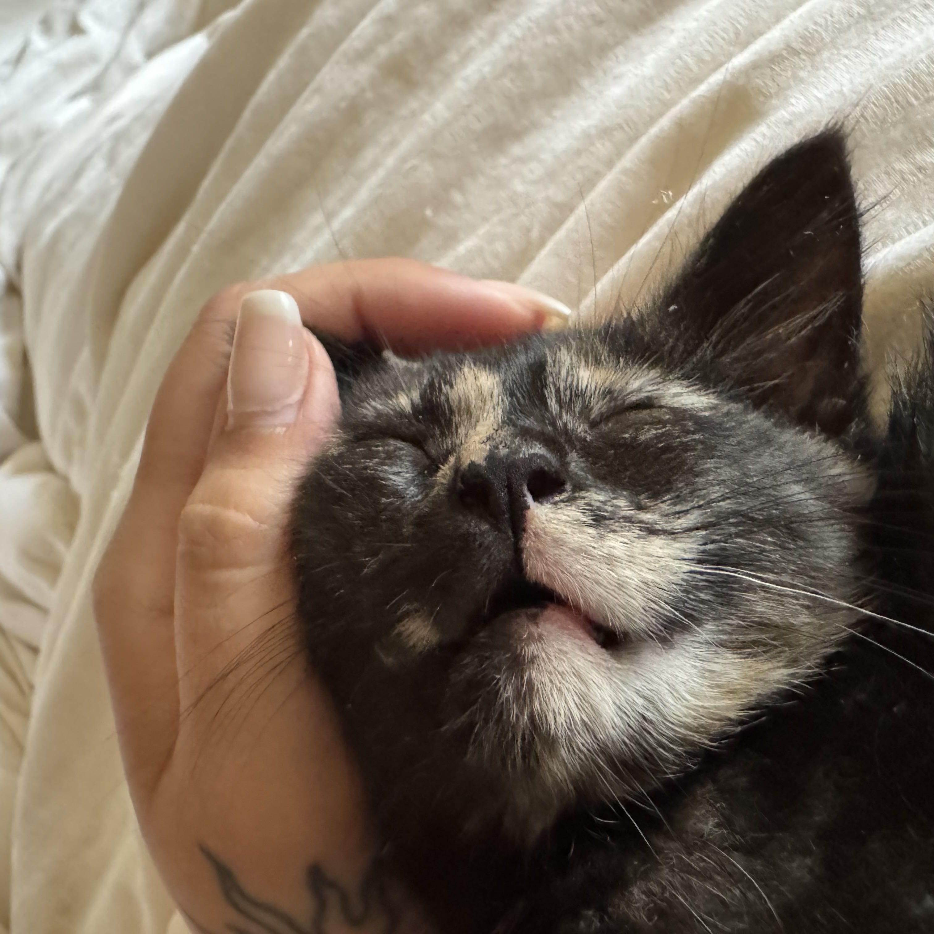 Essie, a ADOPTABLE Tortoiseshell in Midland, MI image 4/6