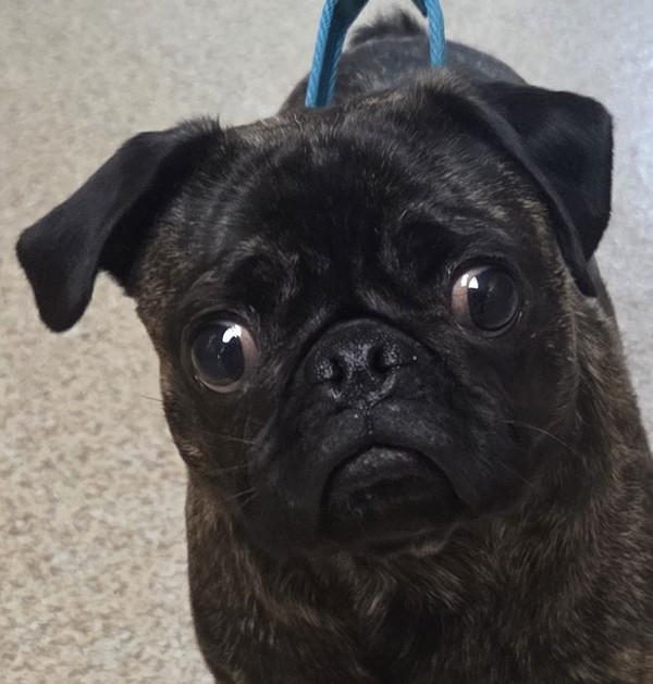 Kiki, Adoptable, Young Female Pug.