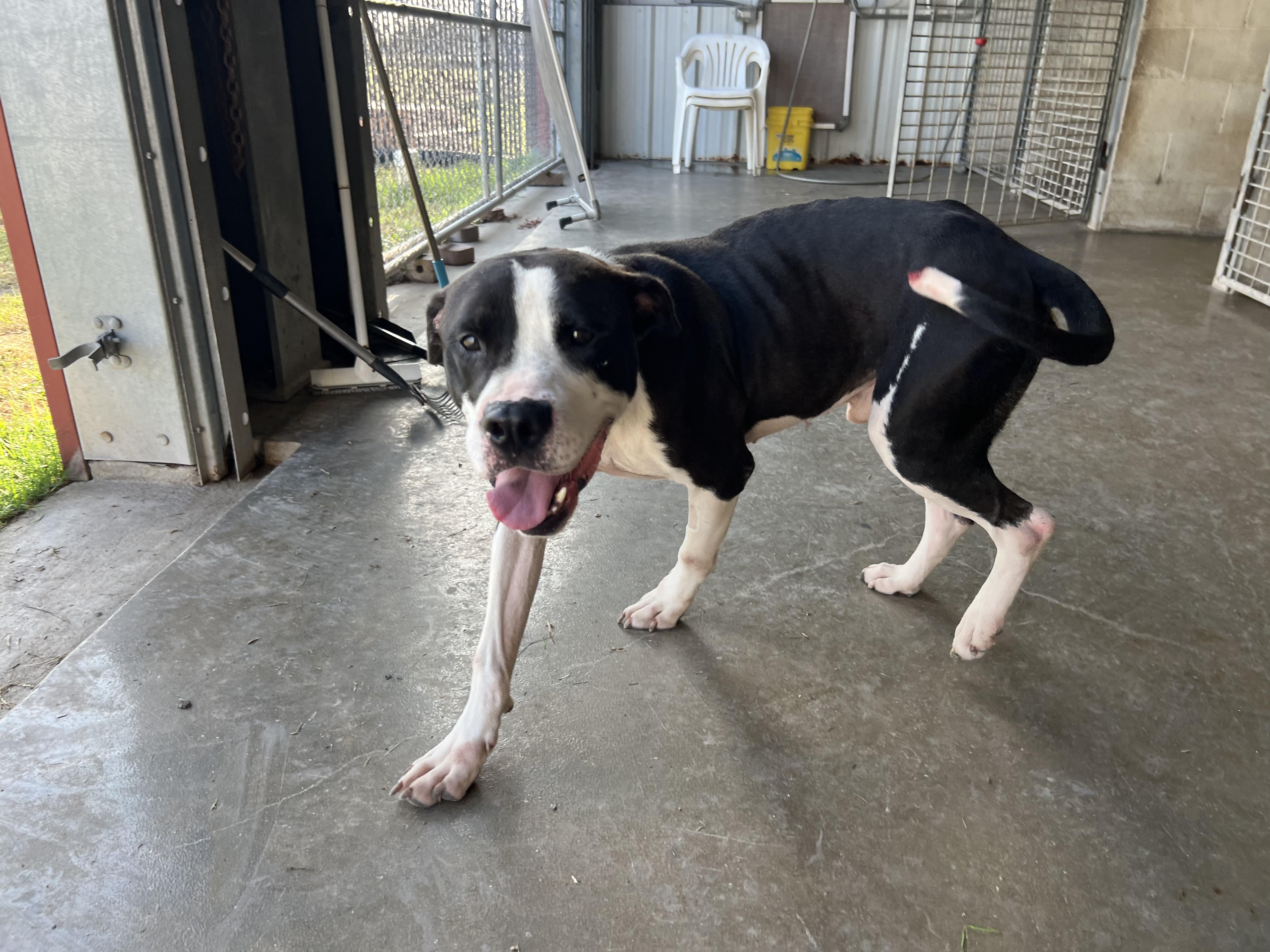 Triton, a Adoptable Staffordshire Bull Terrier in Port Lavaca, TX image 2/4