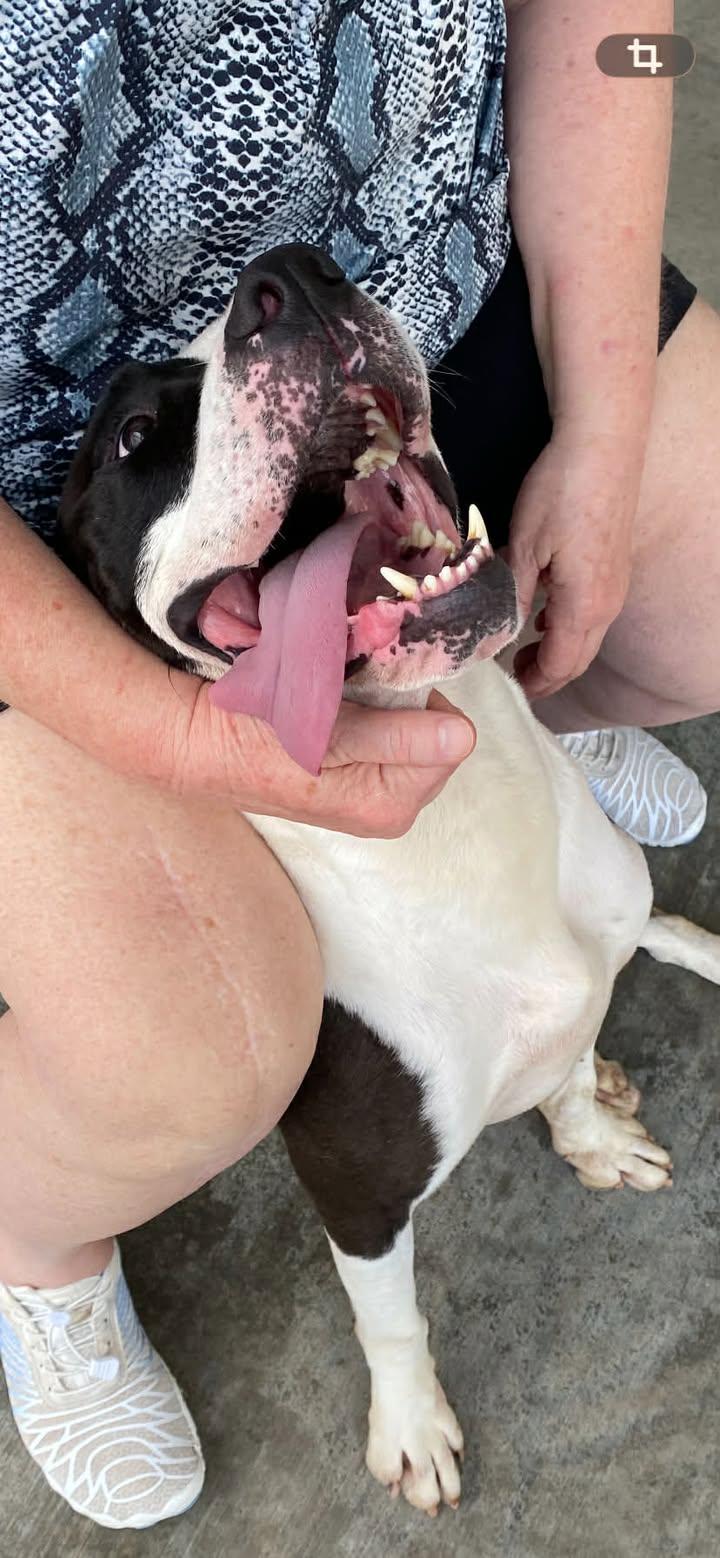 Enlarge Triton, an adoptable Staffordshire Bull Terrier in Port Lavaca, TX image 6/6