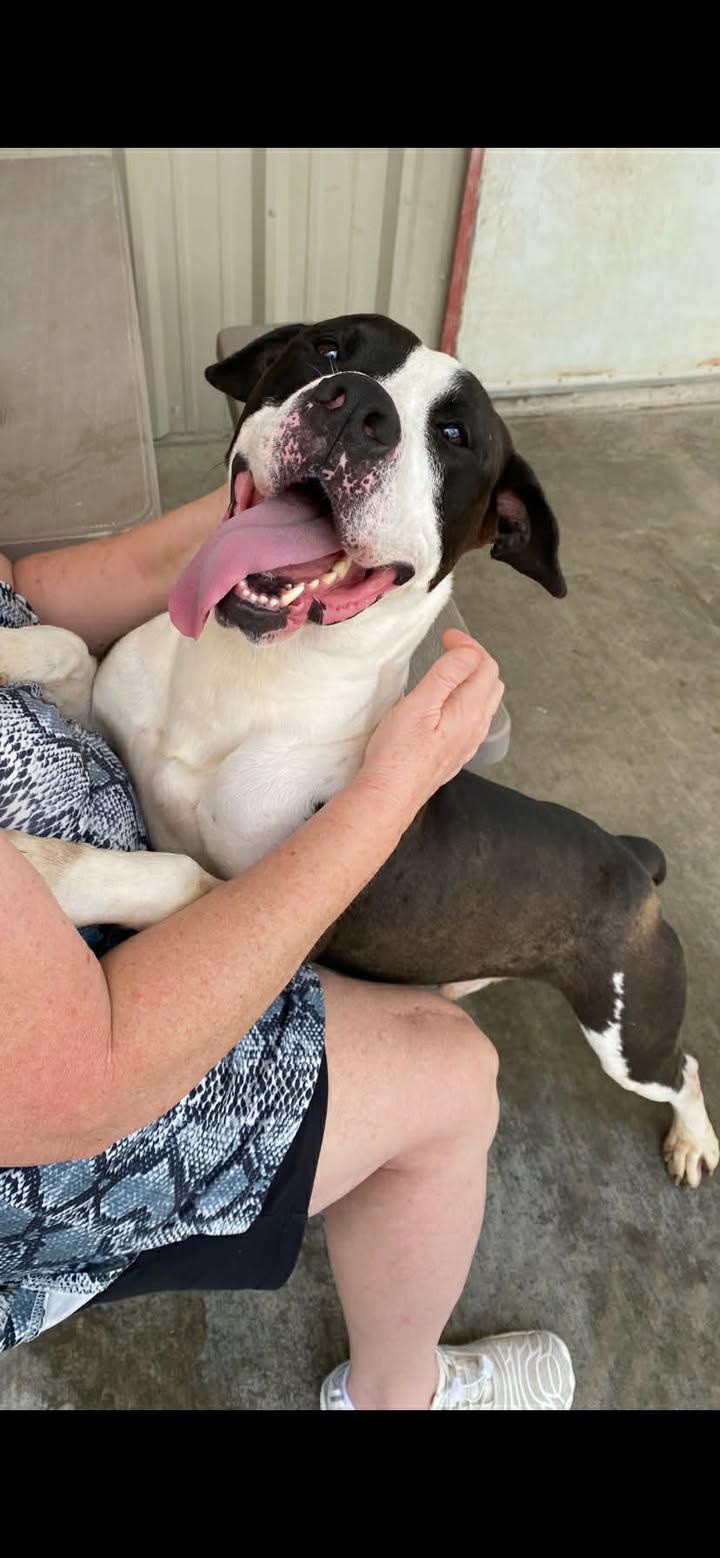 Triton, adoptable, Adult Male Staffordshire Bull Terrier.