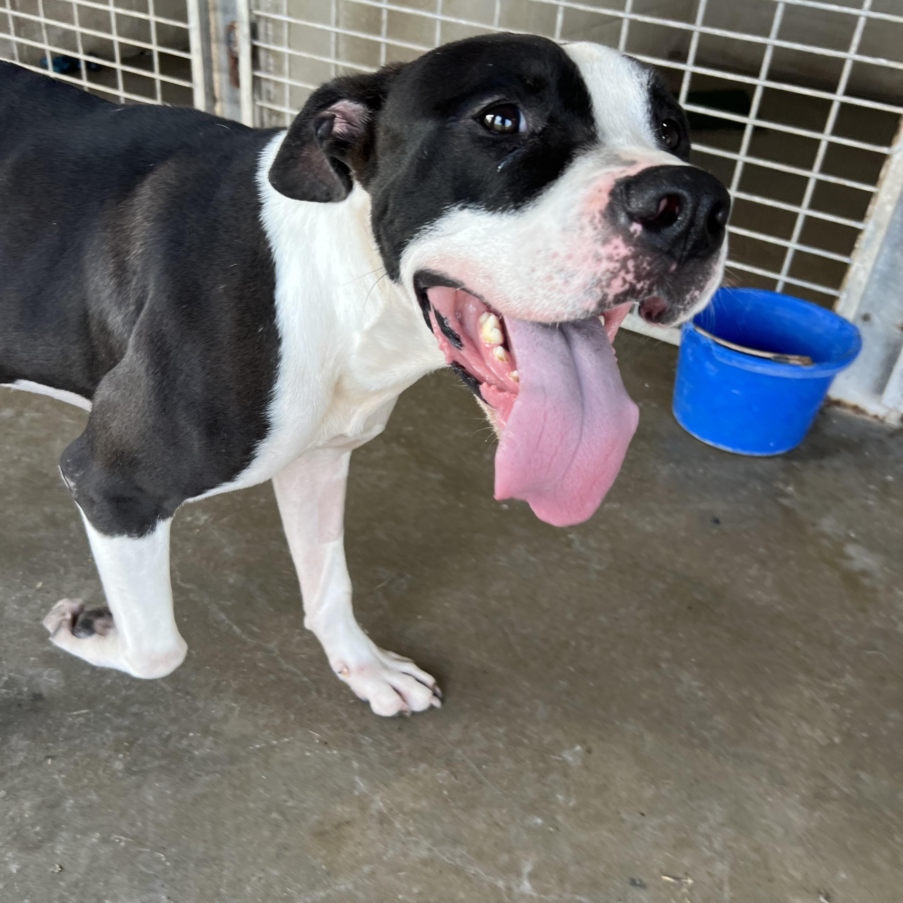Triton, a Adoptable Staffordshire Bull Terrier in Port Lavaca, TX image 1/4