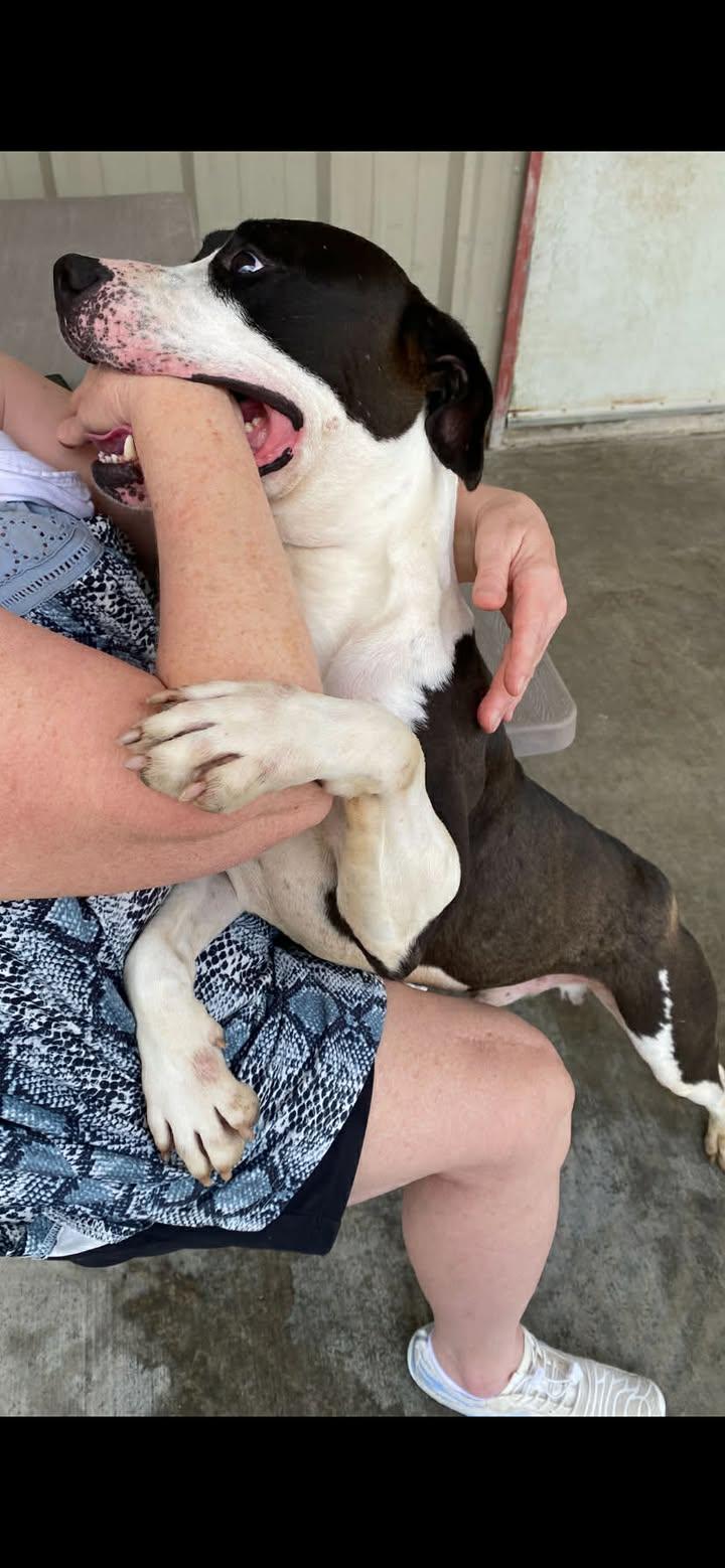 Enlarge Triton, an adoptable Staffordshire Bull Terrier in Port Lavaca, TX image 5/6