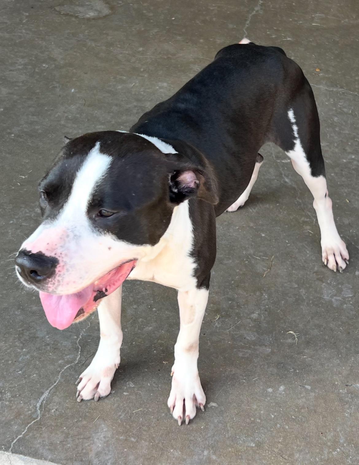 Triton, a Adoptable Staffordshire Bull Terrier in Port Lavaca, TX image 3/4