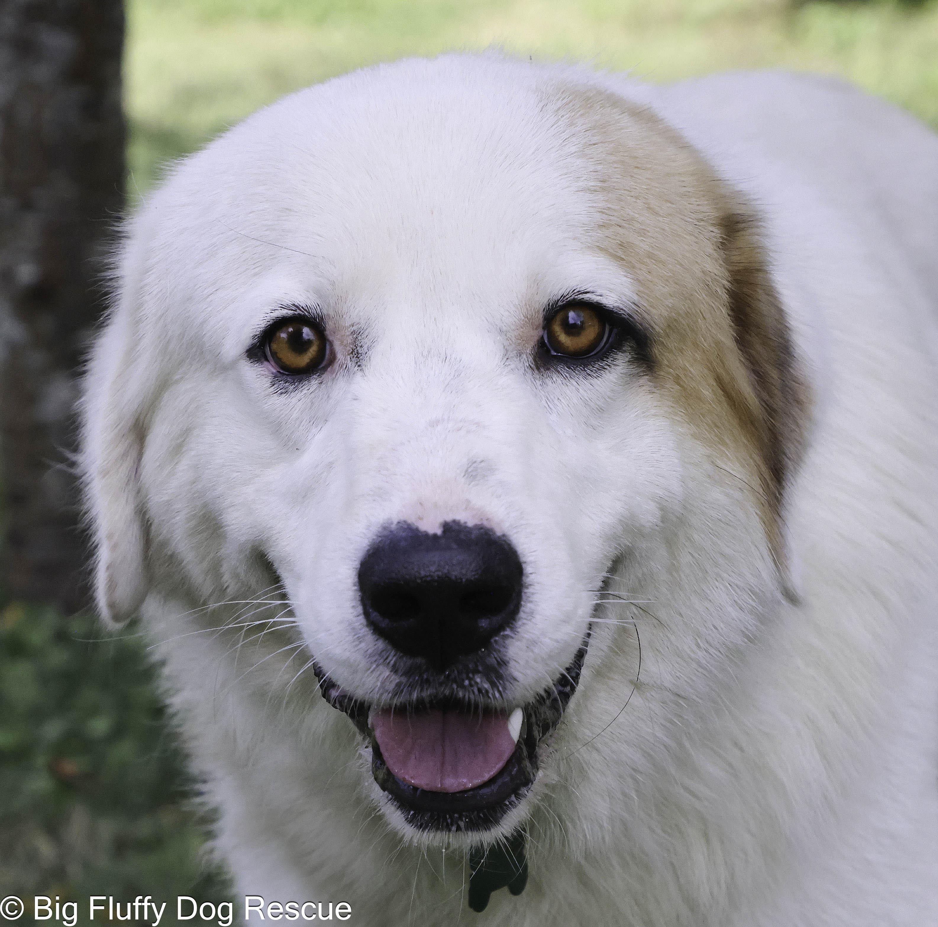 Enlarge Morpheus, a Adoptable mixed breed in Virginia Beach, VA image 1/4