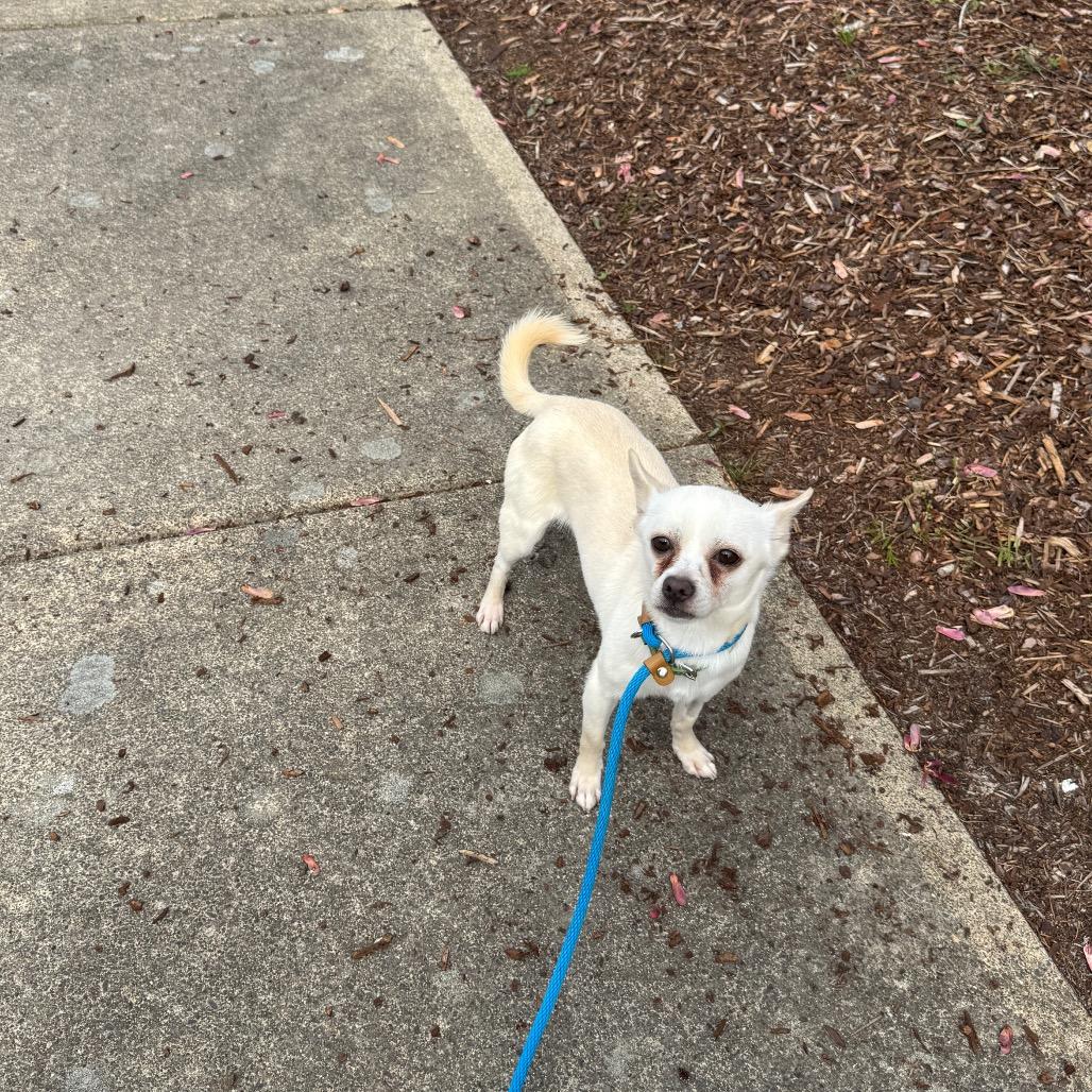 Enlarge Rango, a Adoptable mixed breed in Newberg, OR image 2/4
