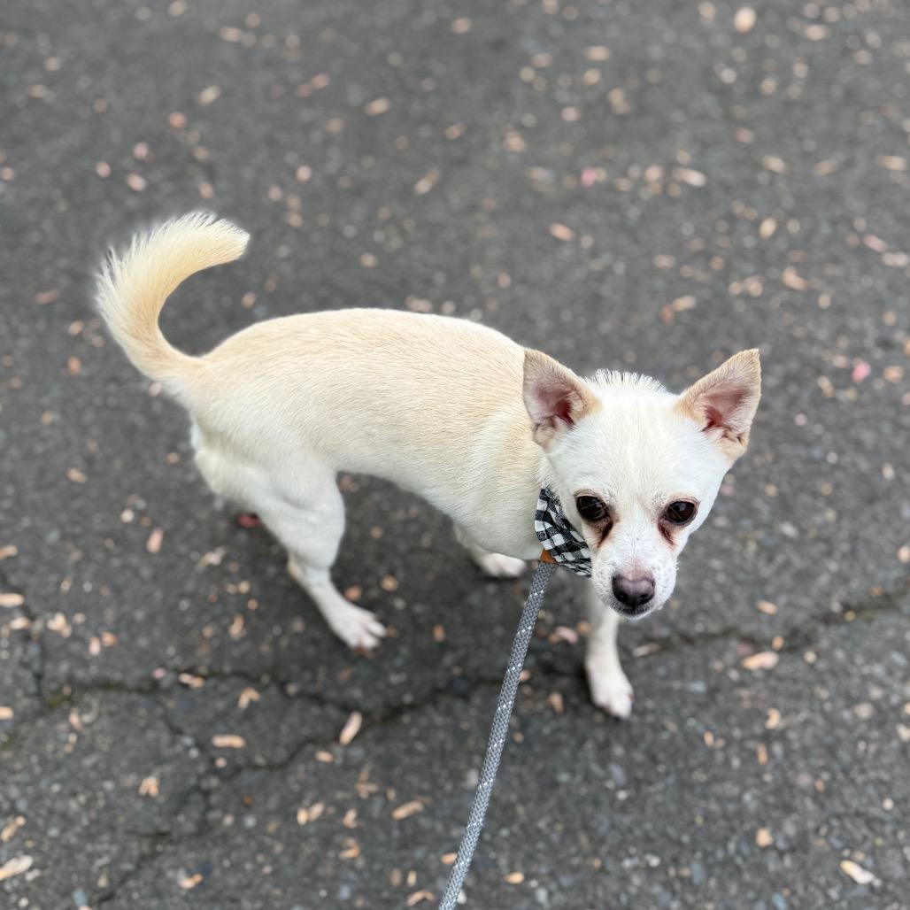 Rango, Adoptable, Adult Male Chihuahua & Mixed Breed.