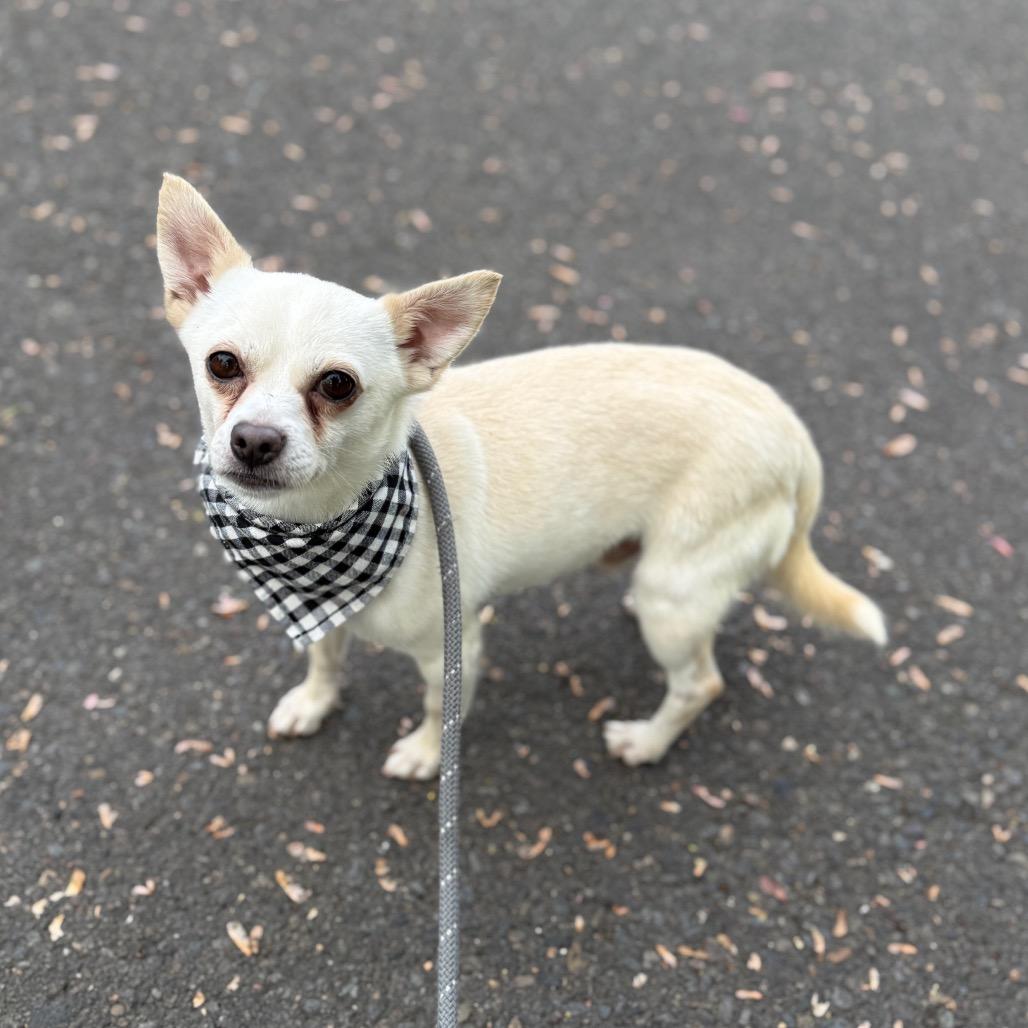 Rango, a Adoptable mixed breed in Newberg, OR image 2/6