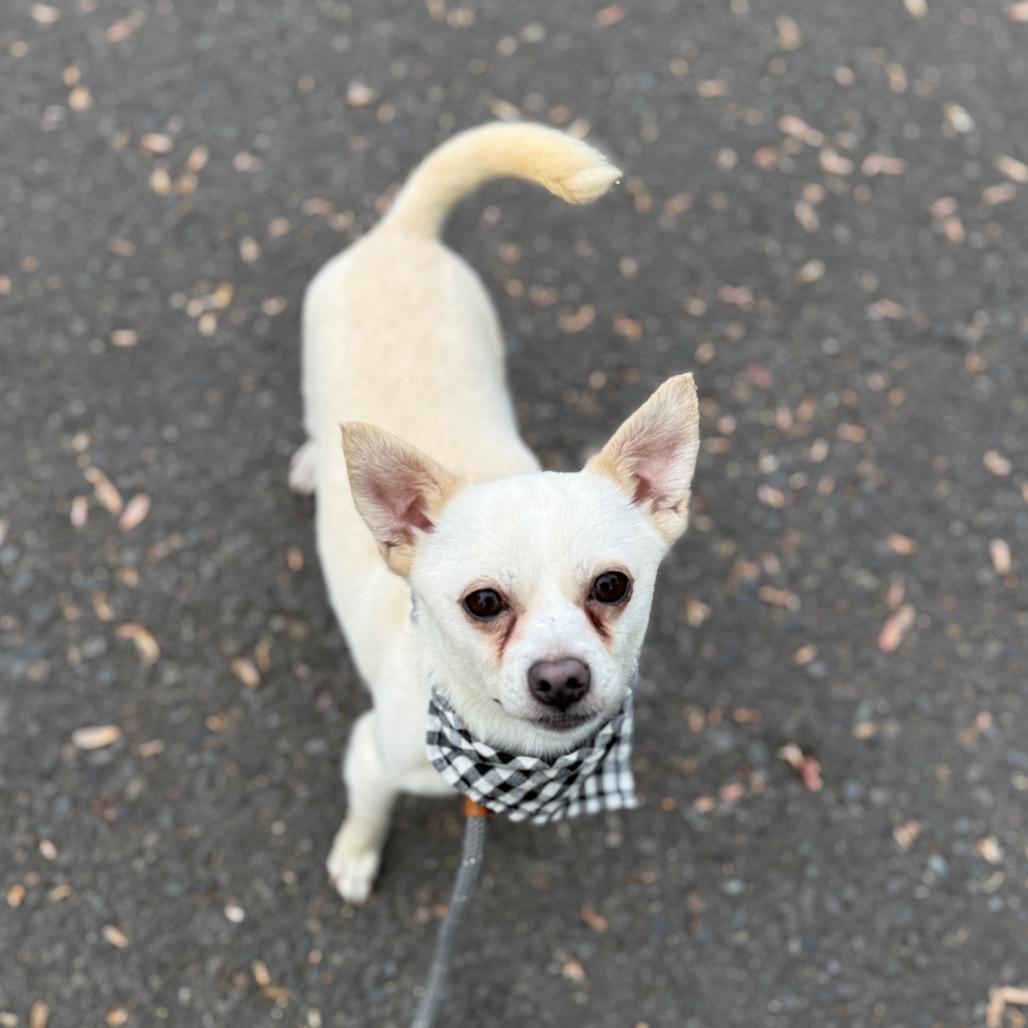 Rango, a Adoptable mixed breed in Newberg, OR image 3/6