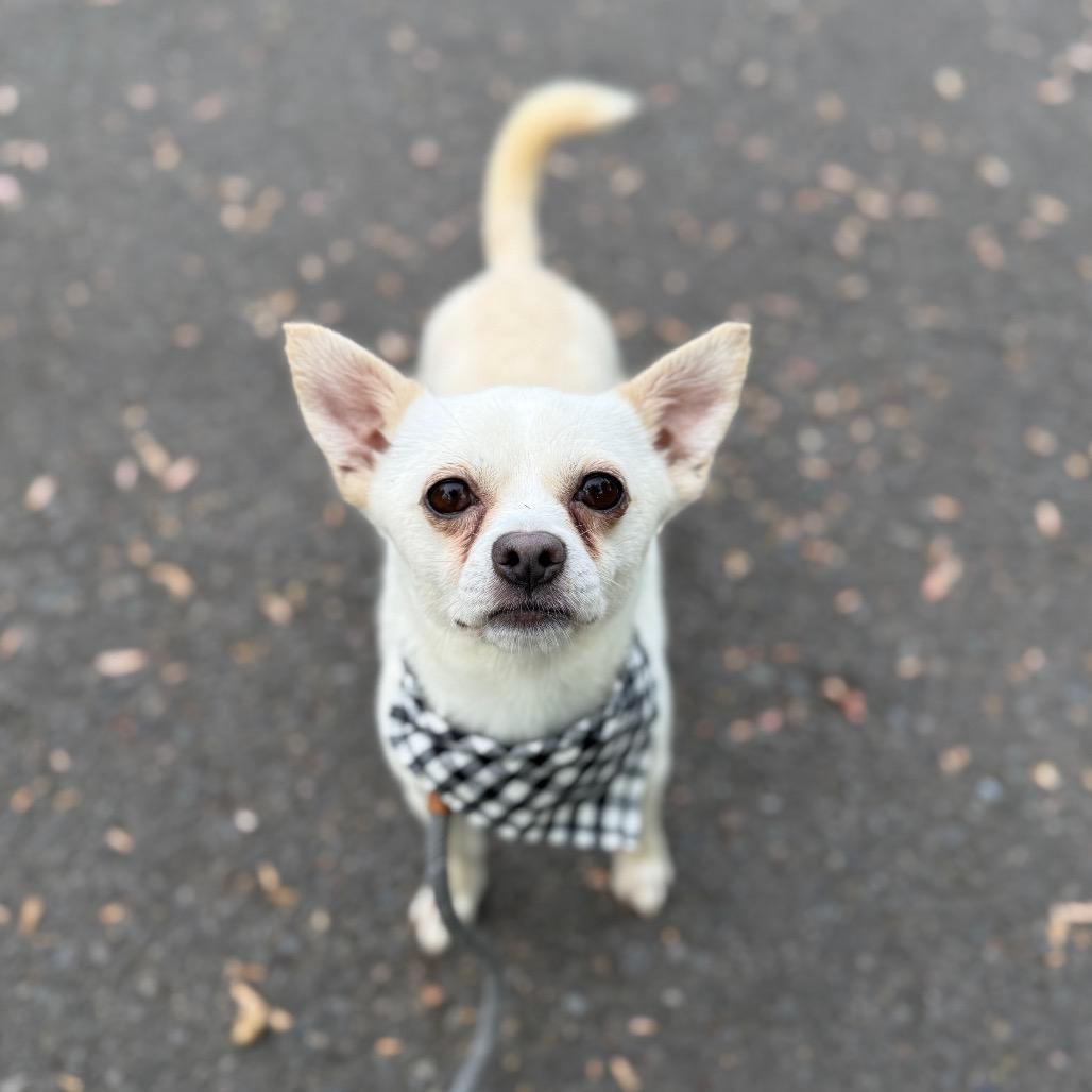 Rango, a Adoptable mixed breed in Newberg, OR image 4/6