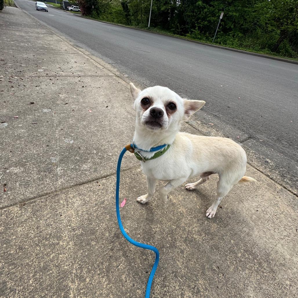 Enlarge Rango, a Adoptable mixed breed in Newberg, OR image 3/4