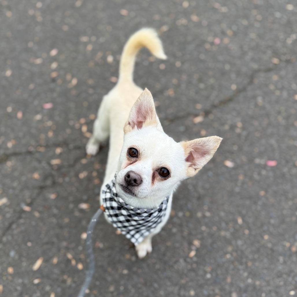 Rango, a Adoptable mixed breed in Newberg, OR image 5/6