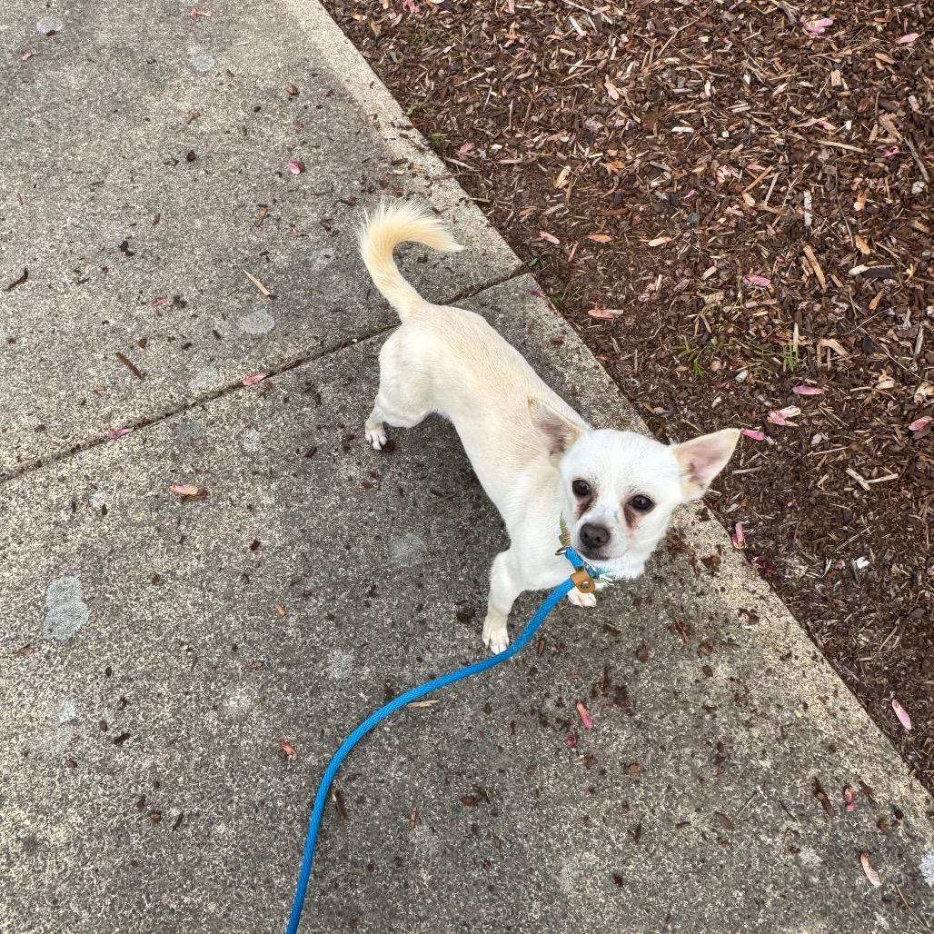 Enlarge Rango, a Adoptable mixed breed in Newberg, OR image 4/4