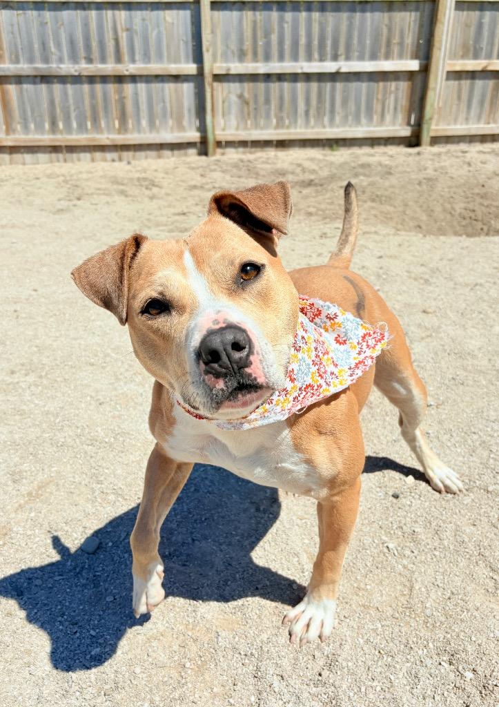 Enlarge Goldie, a Adoptable Mixed Breed in Muskegon, MI image 1/6