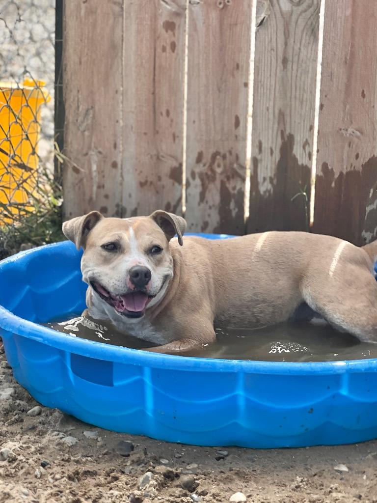 Enlarge Goldie, a Adoptable Mixed Breed in Muskegon, MI image 2/6