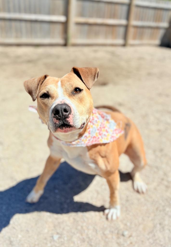 Enlarge Goldie, a Adoptable Mixed Breed in Muskegon, MI image 3/6