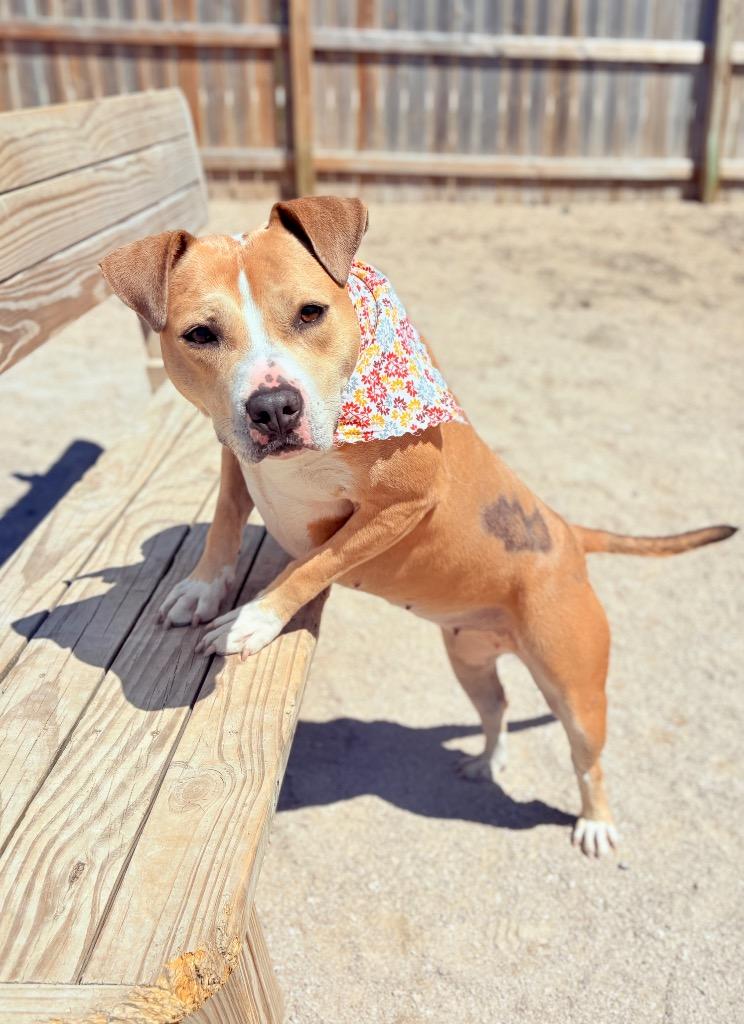 Enlarge Goldie, a Adoptable Mixed Breed in Muskegon, MI image 5/6