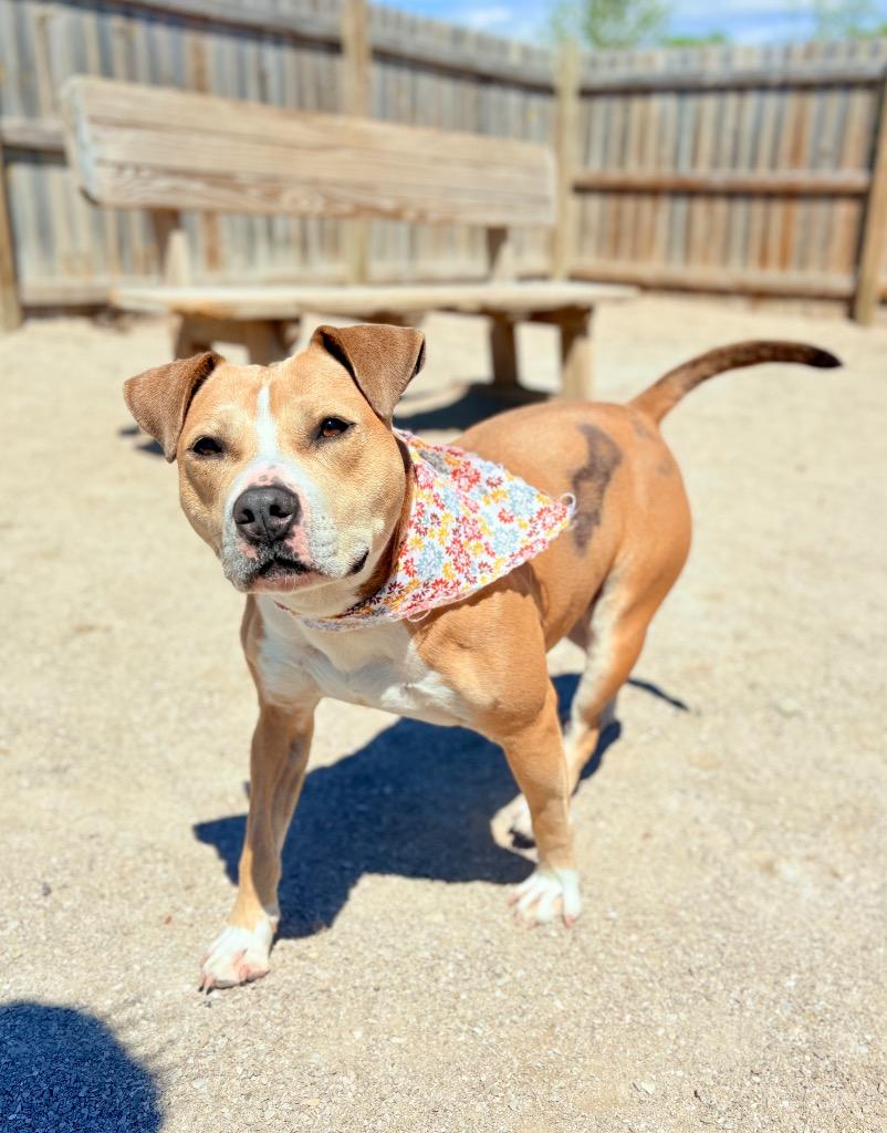 Enlarge Goldie, a Adoptable Mixed Breed in Muskegon, MI image 6/6