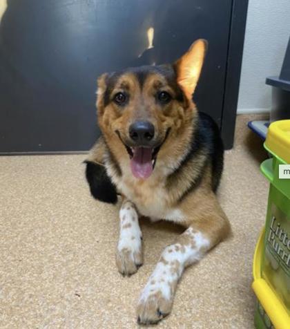 Poppy, a Adoptable mixed breed in Burlington, WA image 1/2