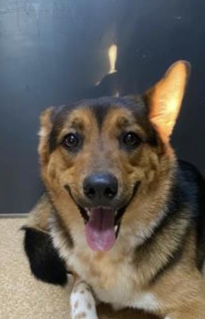 Poppy, a Adoptable mixed breed in Burlington, WA image 2/2