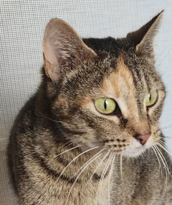 Enlarge Moka, a Adoptable Torbie in Knoxville, TN image 1/3