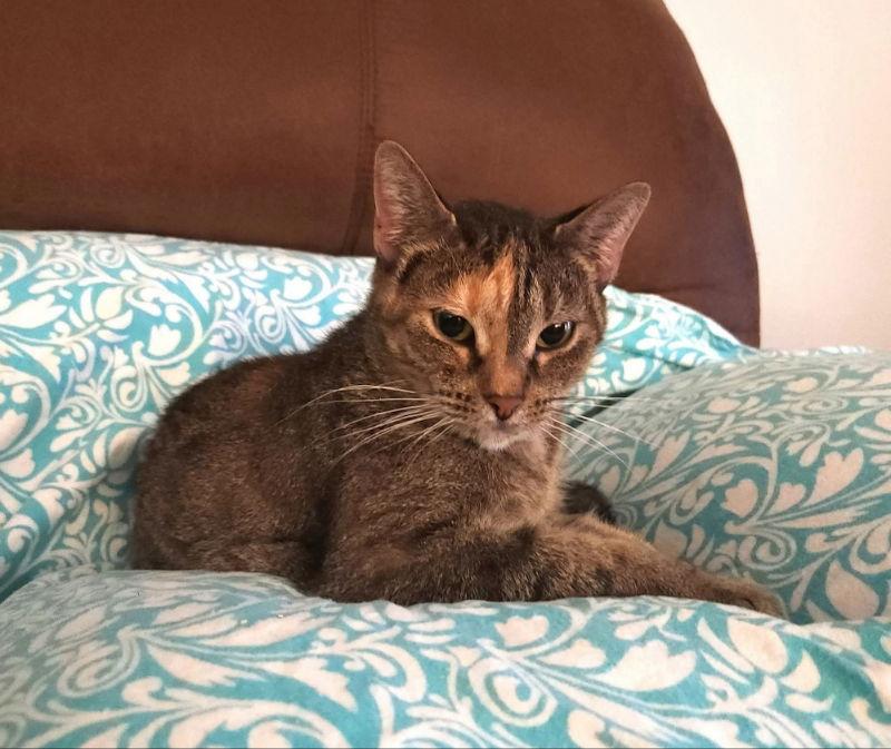 Moka, Adoptable, Young Female Torbie.