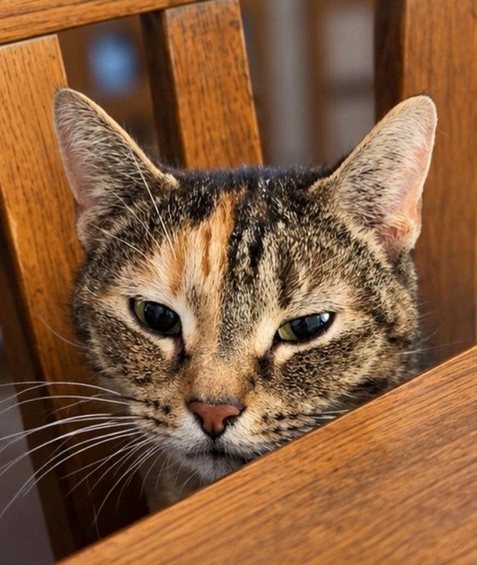 Moka, Adoptable, Young Female Torbie.