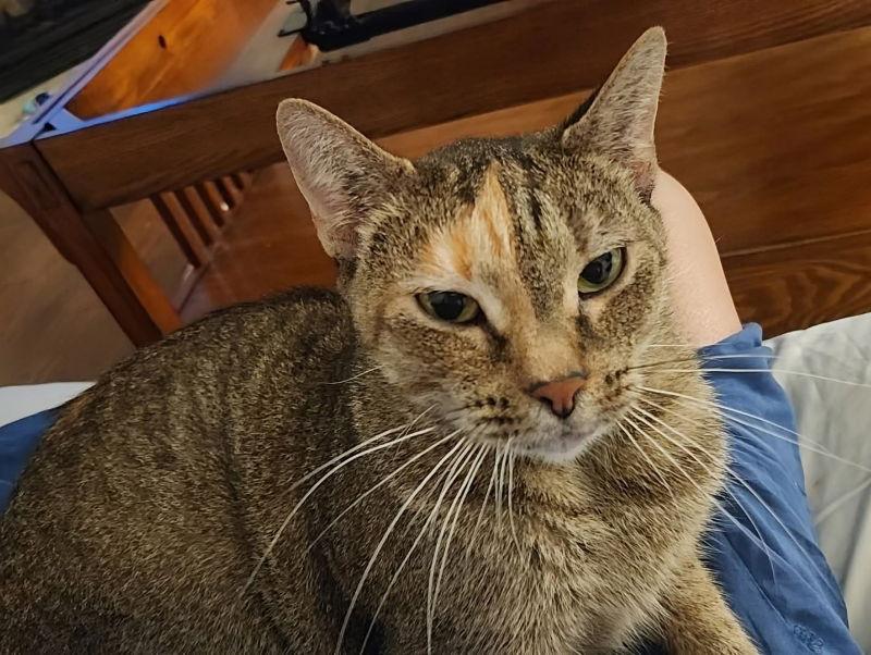 Enlarge Moka, a Adoptable Torbie in Knoxville, TN image 2/3