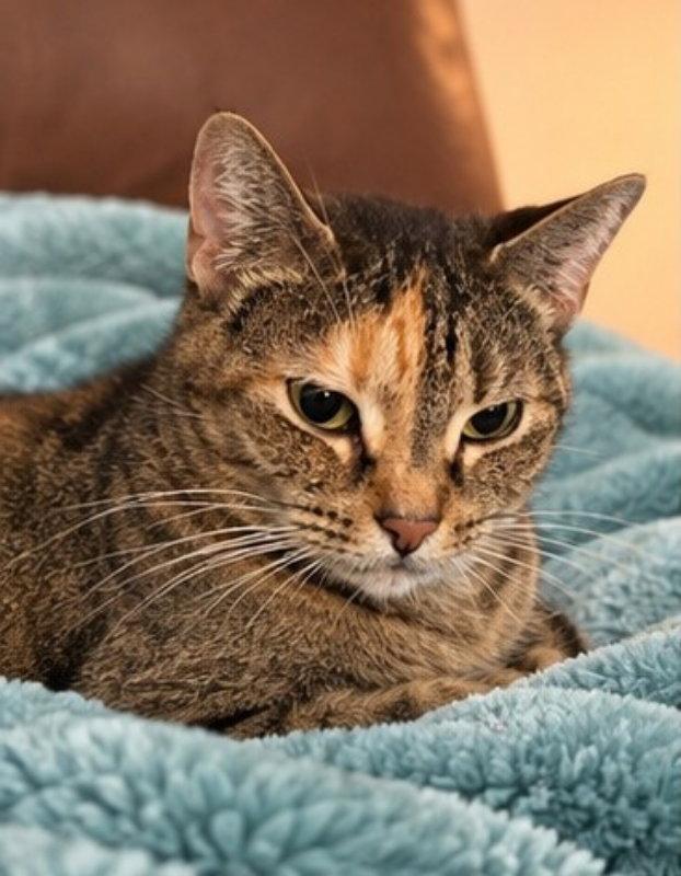 Enlarge Moka, a Adoptable Torbie in Knoxville, TN image 3/3