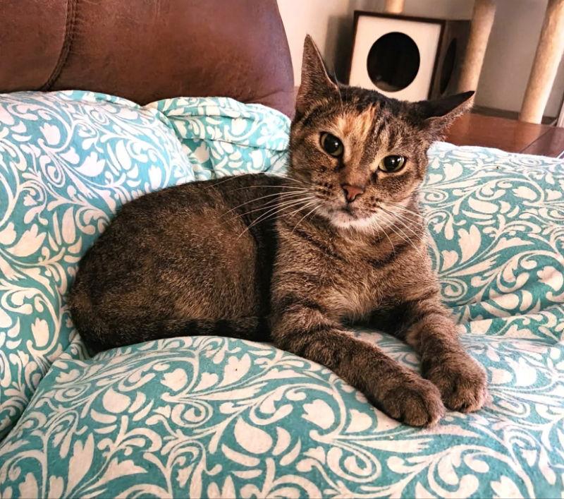 Moka, a Adoptable Torbie in Knoxville, TN image 3/3