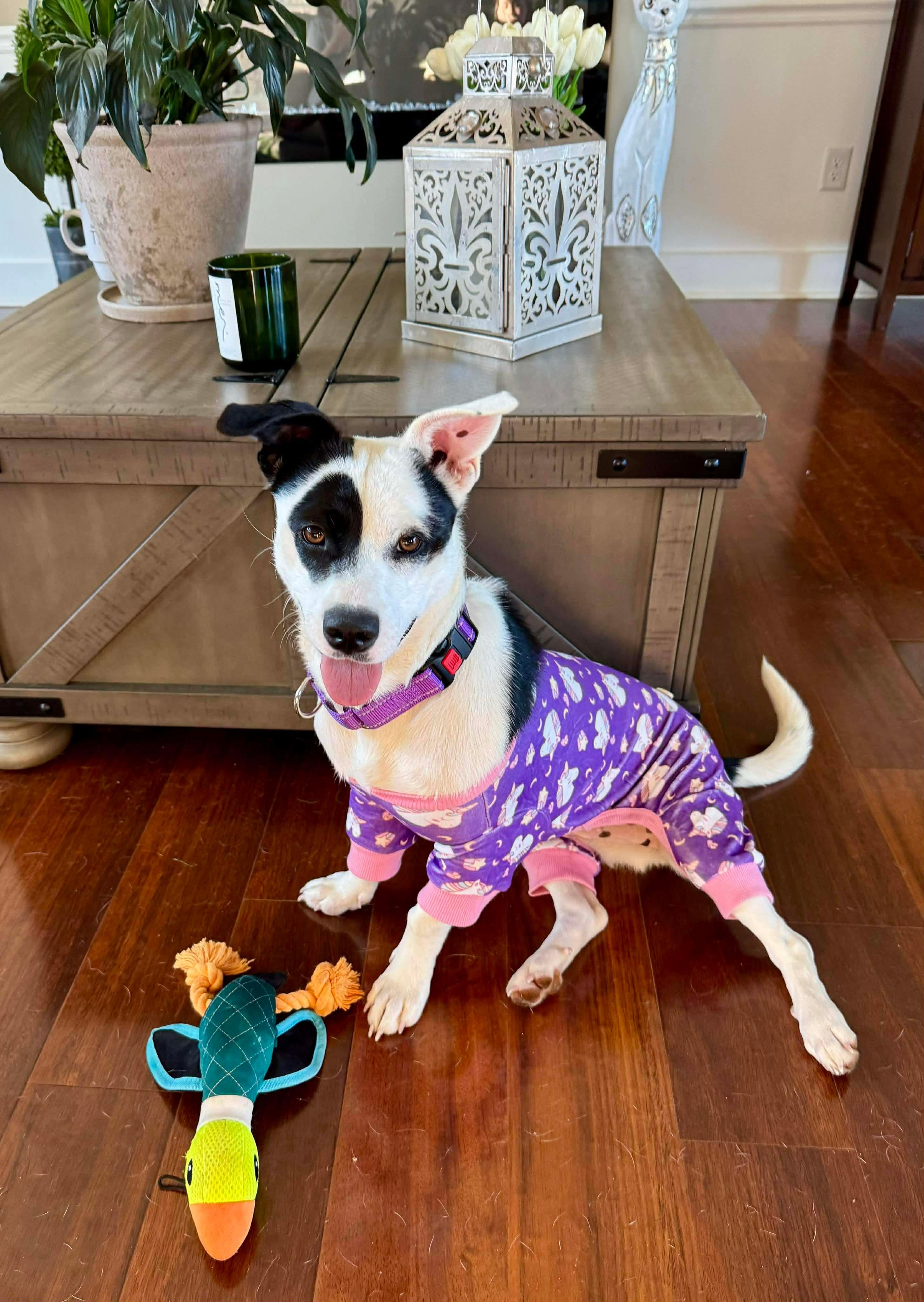 Enlarge Bandit, a Adoptable Mixed Breed in Charlotte, NC image 1/5