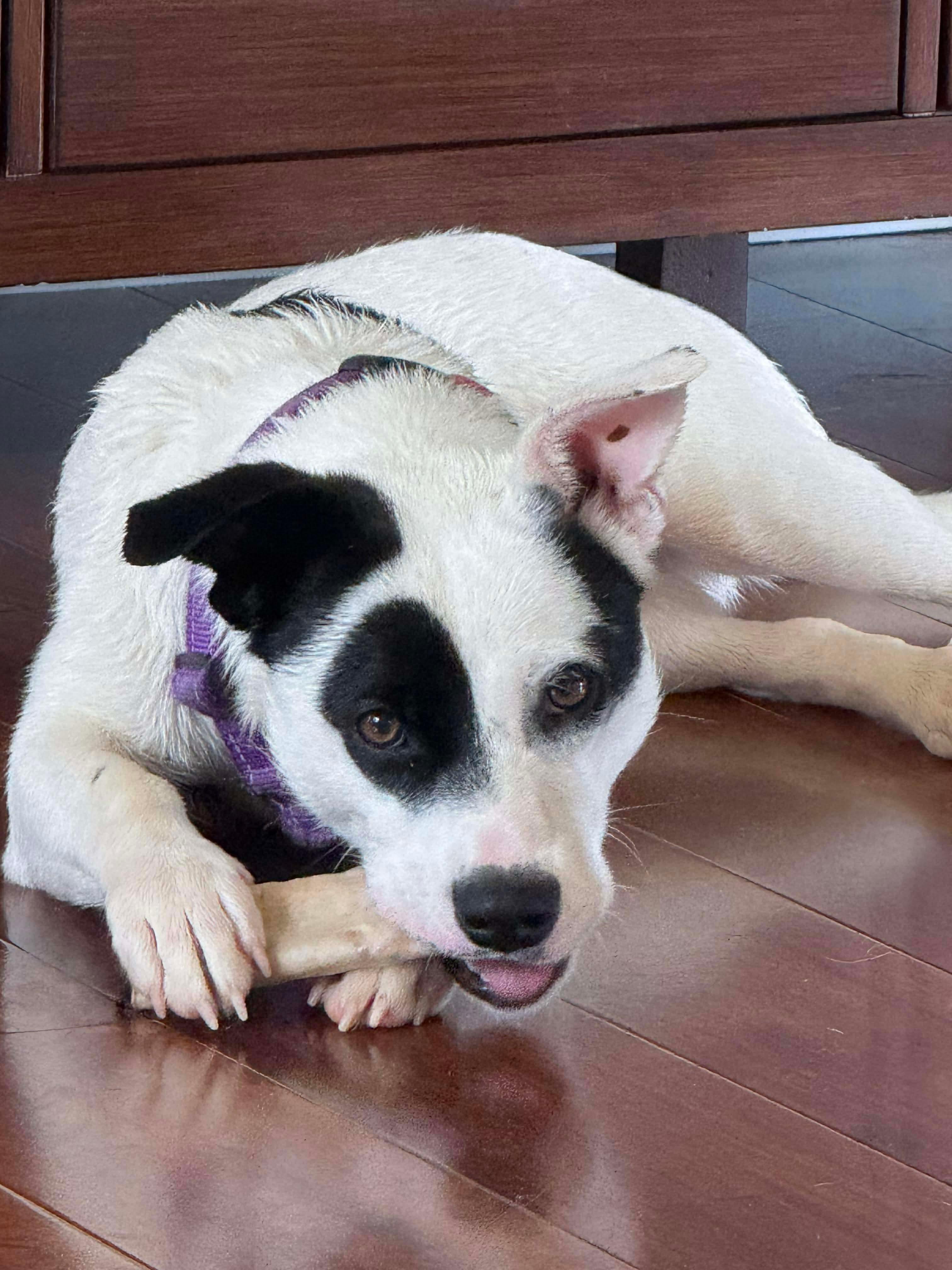 Enlarge Bandit, a Adoptable Mixed Breed in Charlotte, NC image 2/5