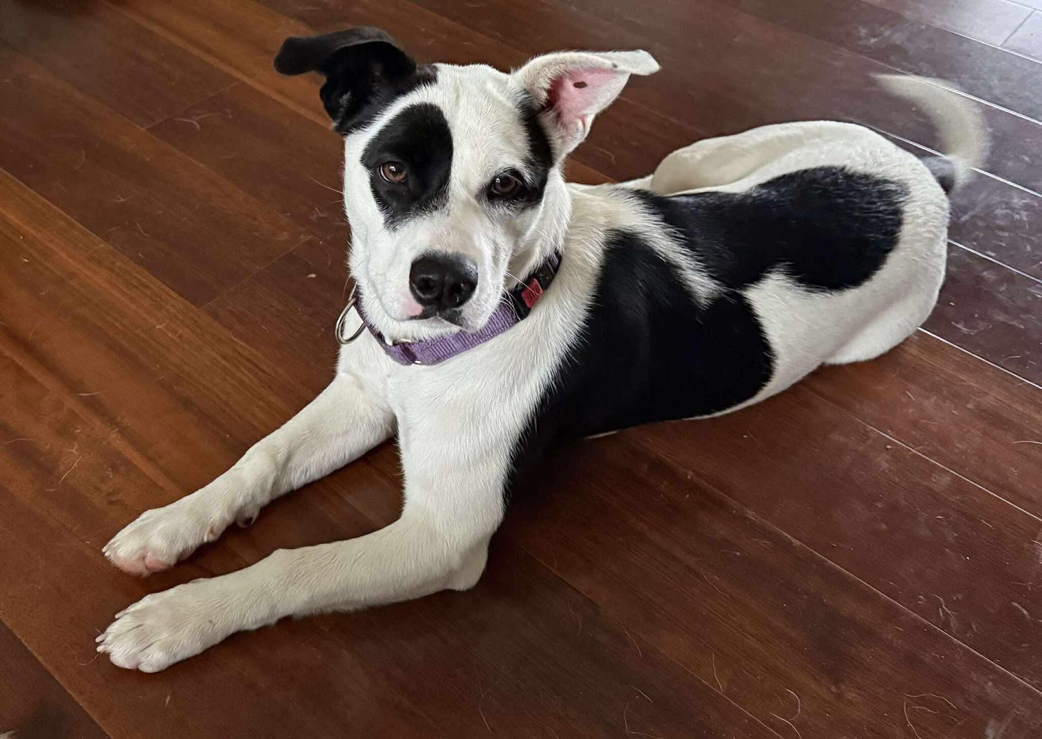 Enlarge Bandit, a Adoptable Mixed Breed in Charlotte, NC image 3/5