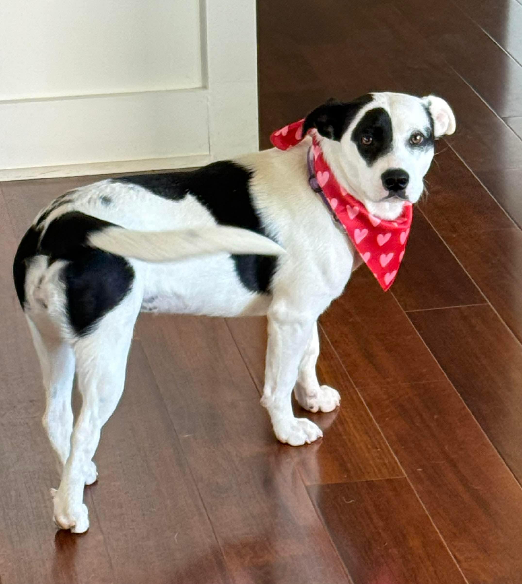 Enlarge Bandit, a Adoptable Mixed Breed in Charlotte, NC image 4/5